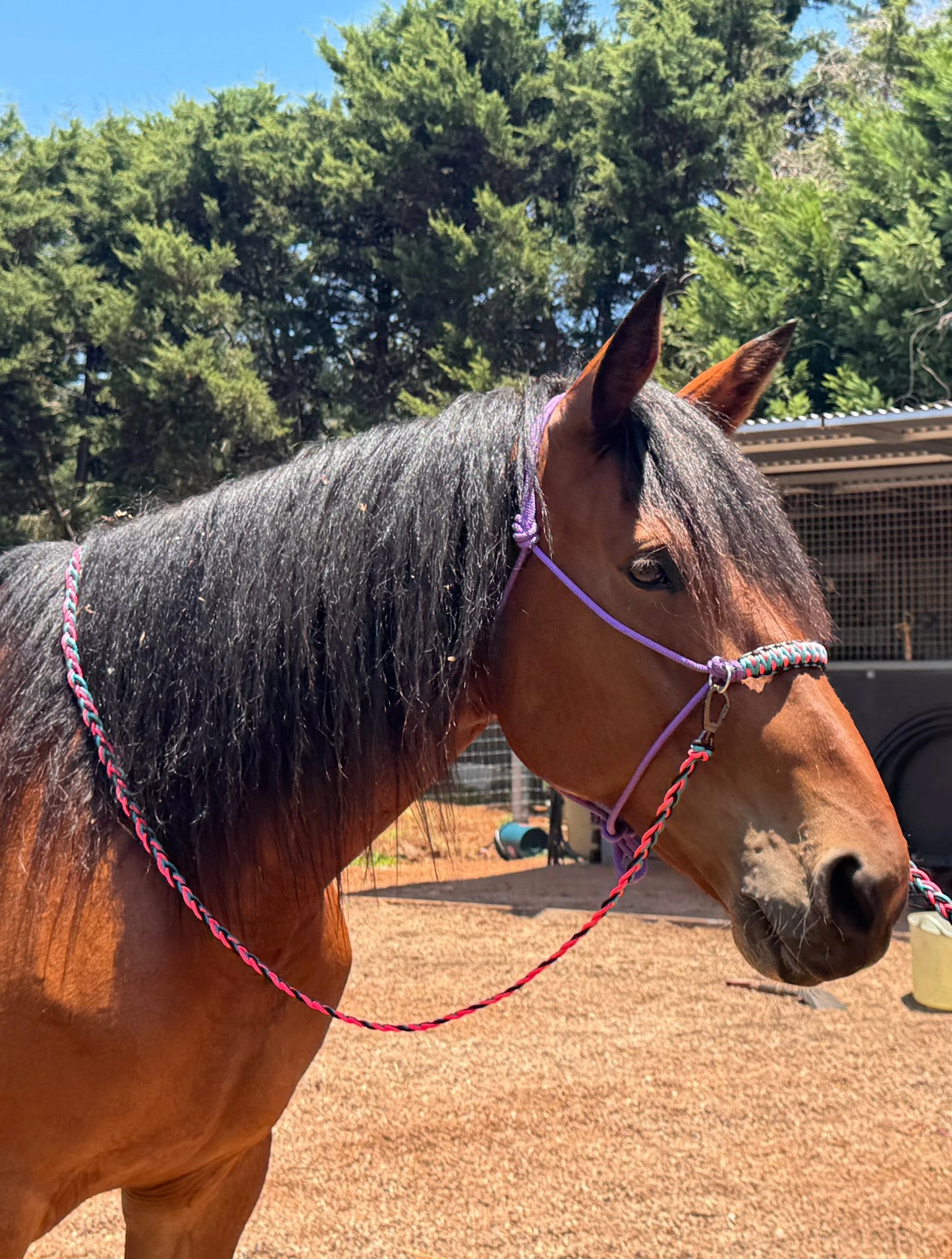 Side Pull Halter including Reins - Feral Pony