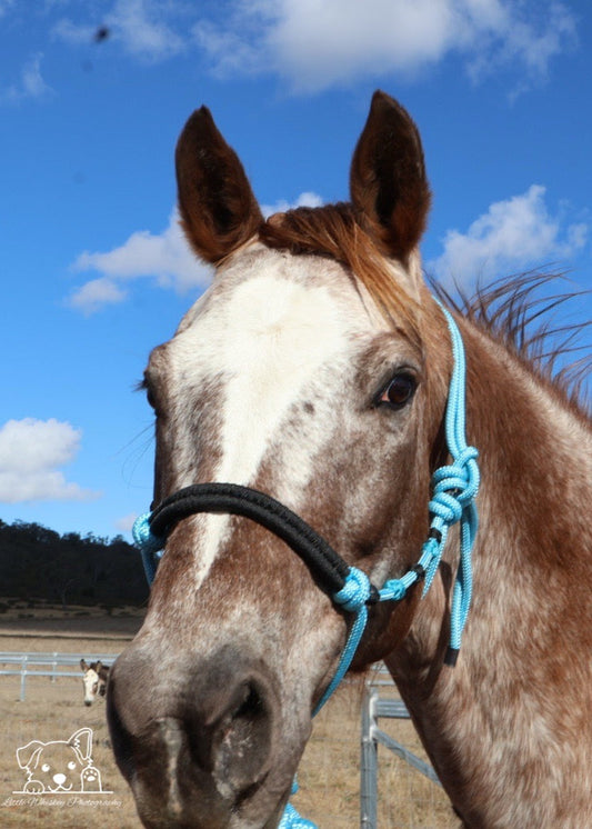 Light Blue & Black Rope Halter