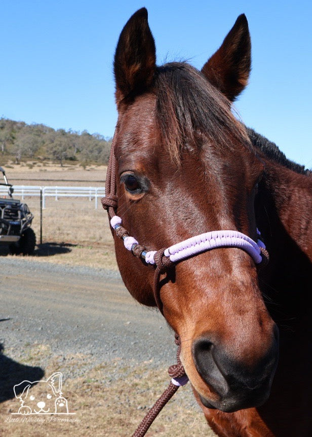 Brown & Lilac Rope Halter with Silver Beads