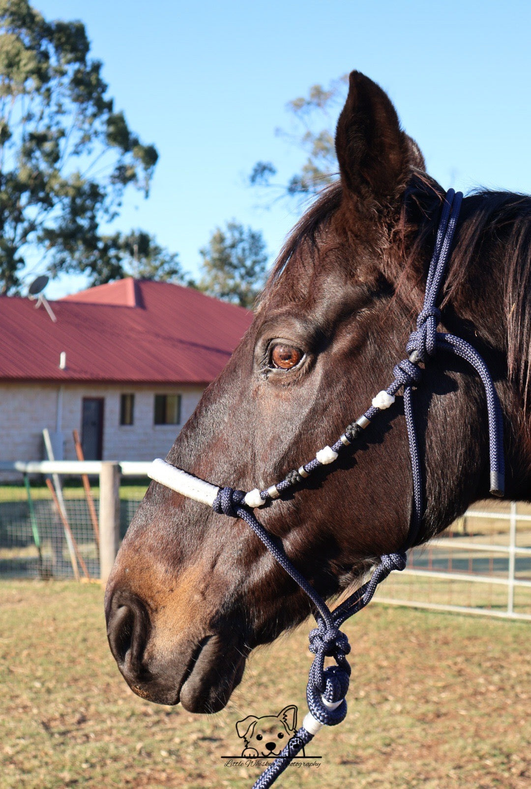 Navy & White Rope Halter with Silver Beads