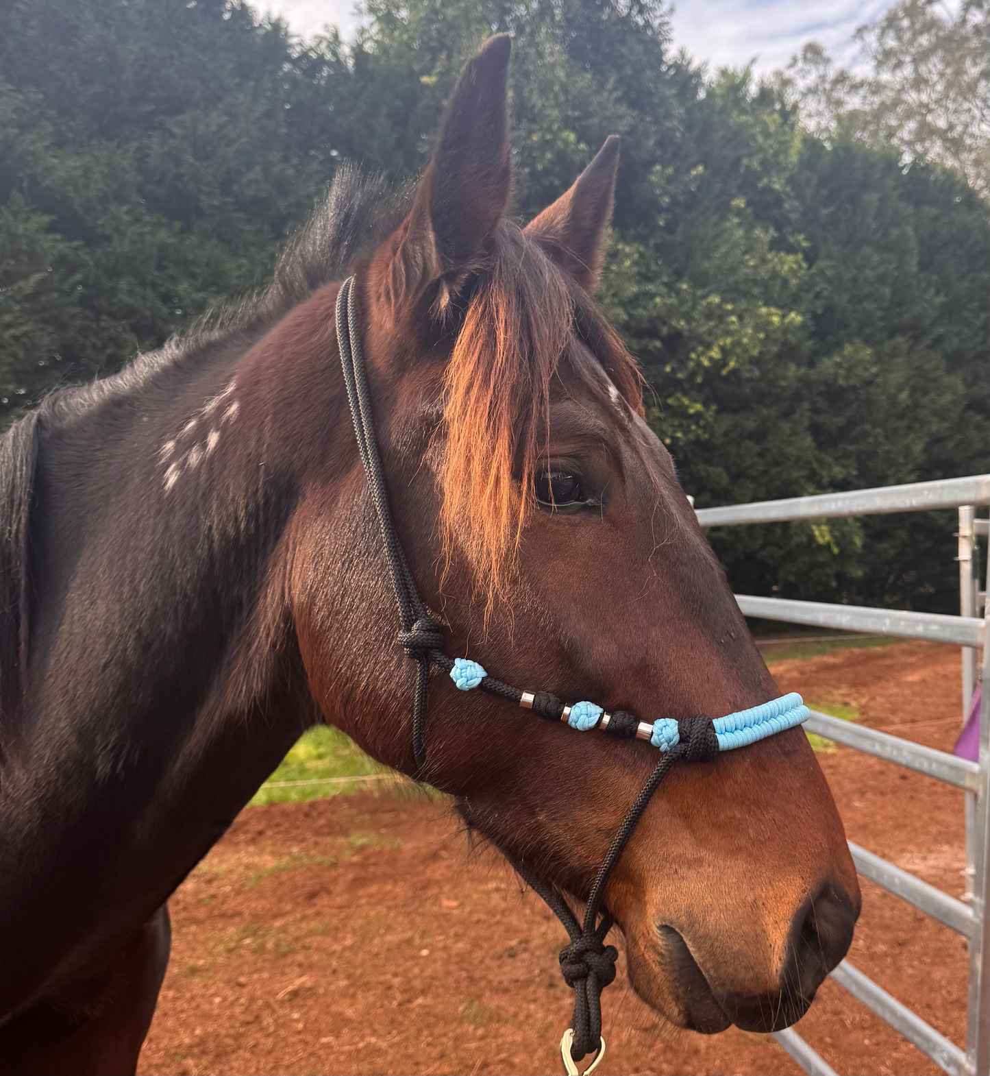 Black & Light Blue Rope Halter with Silver Beads