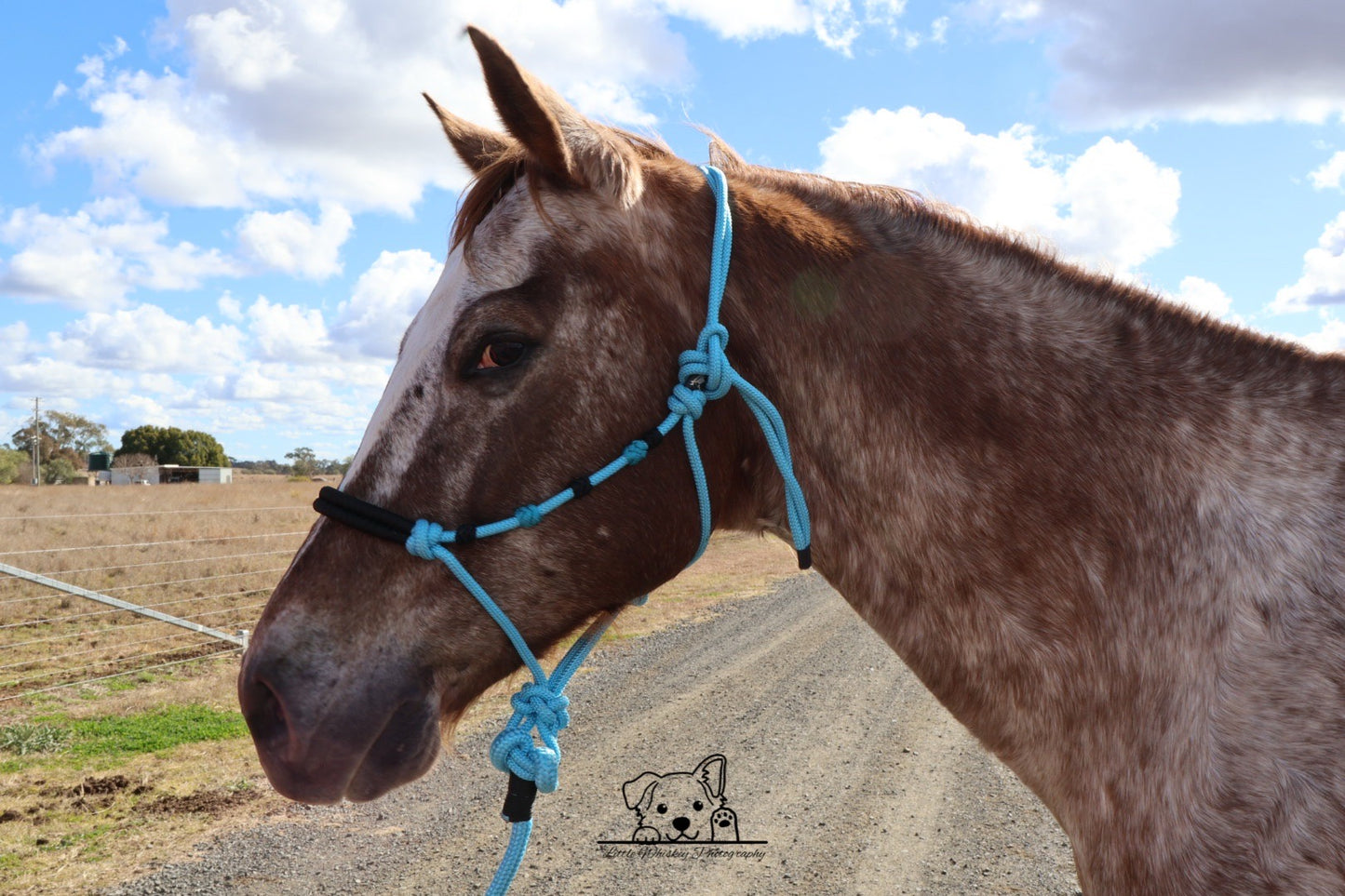 Light Blue & Black Rope Halter