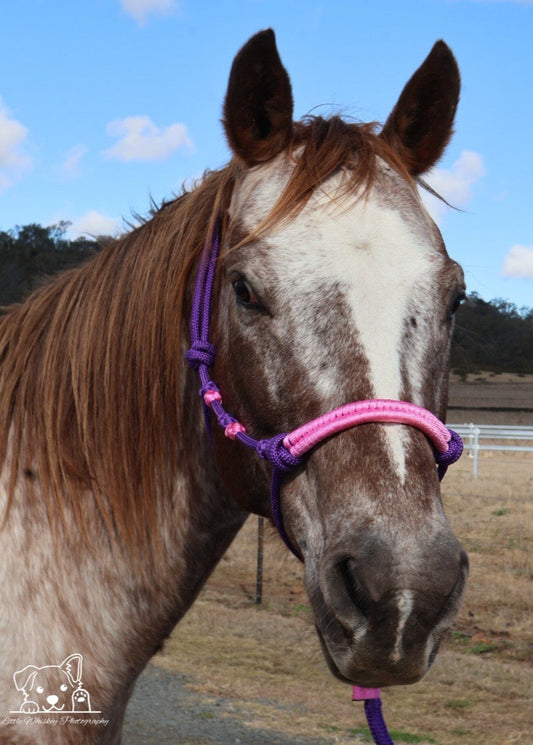 Purple & Pink Rope Halter