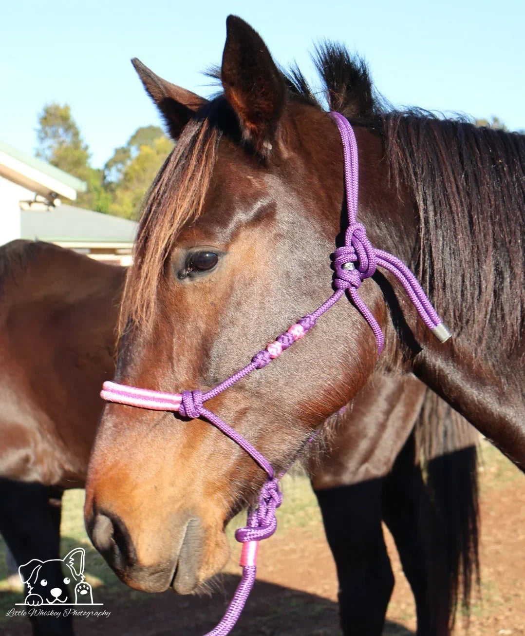 Purple & Pink Rope Halter with Silver Beads