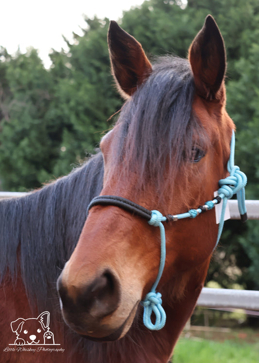 Light Blue & Black Rope Halter with Silver Beads