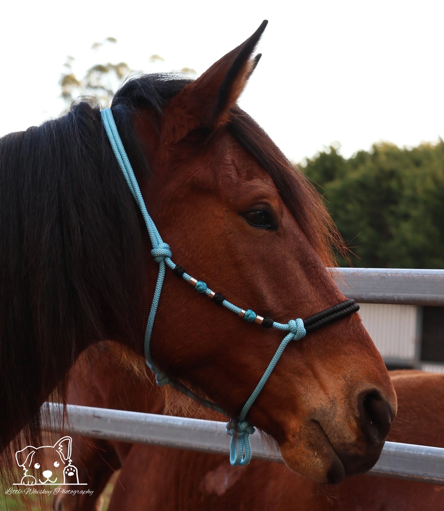 Light Blue & Black Rope Halter with Silver Beads - Feral Pony