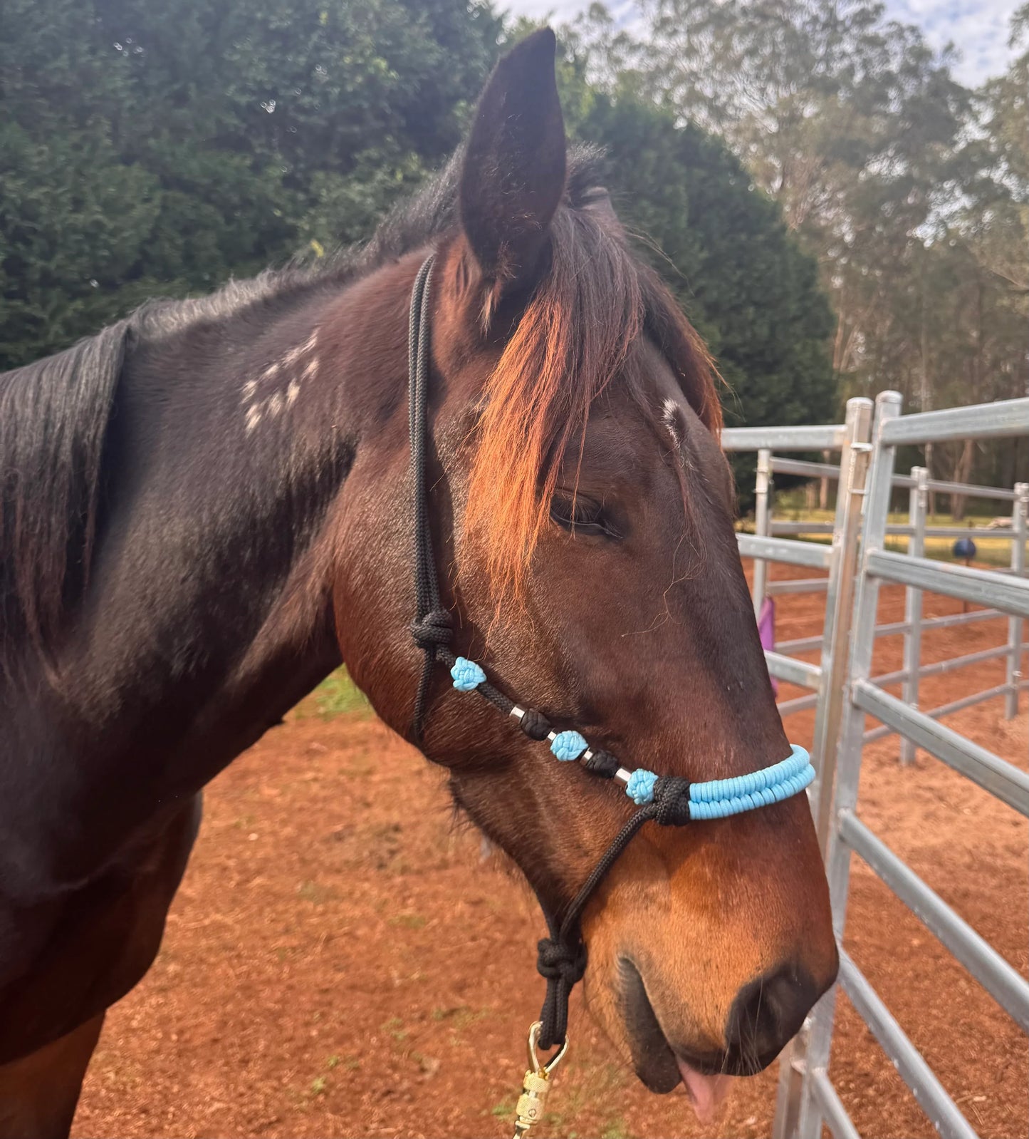 Black & Light Blue Rope Halter with Silver Beads - Feral Pony