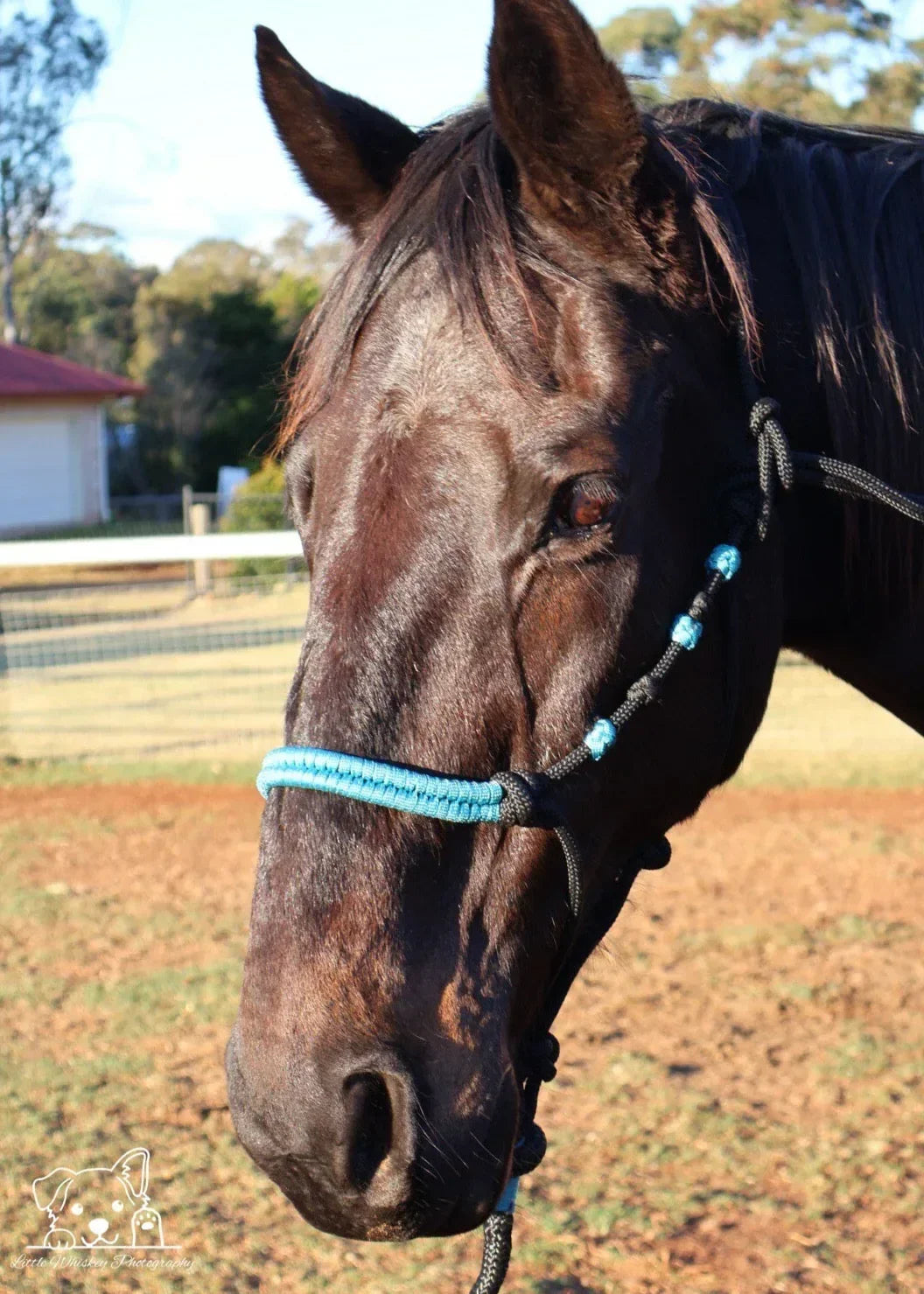 Black & Teal Rope Halter with Silver Beads