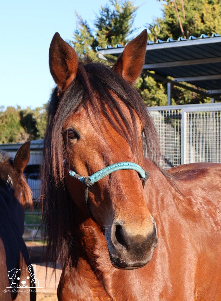 Black & Teal Rope Halter with Silver Beads