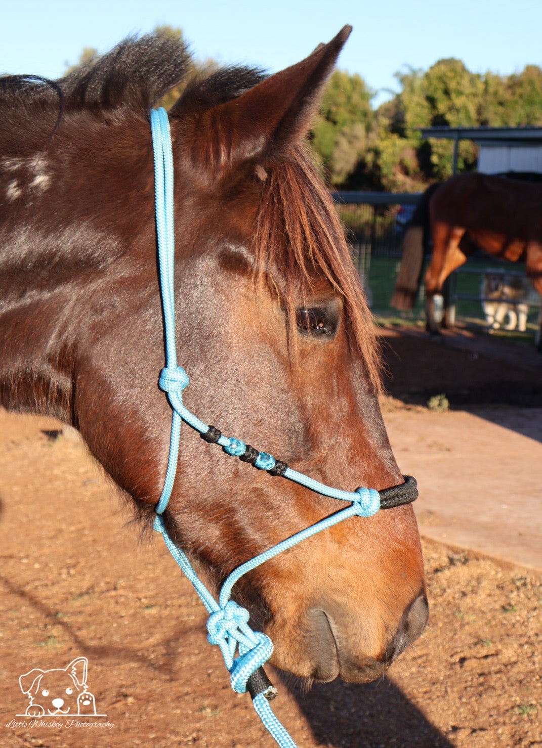 Light Blue & Black Rope Halter
