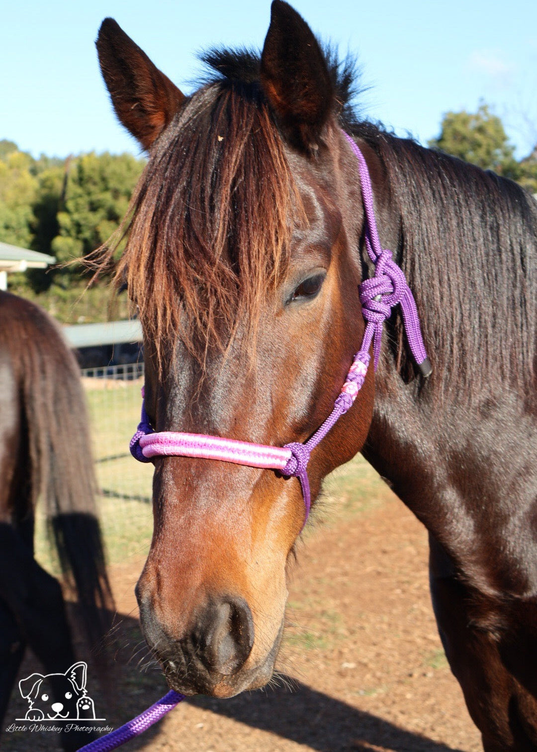Purple & Pink Rope Halter