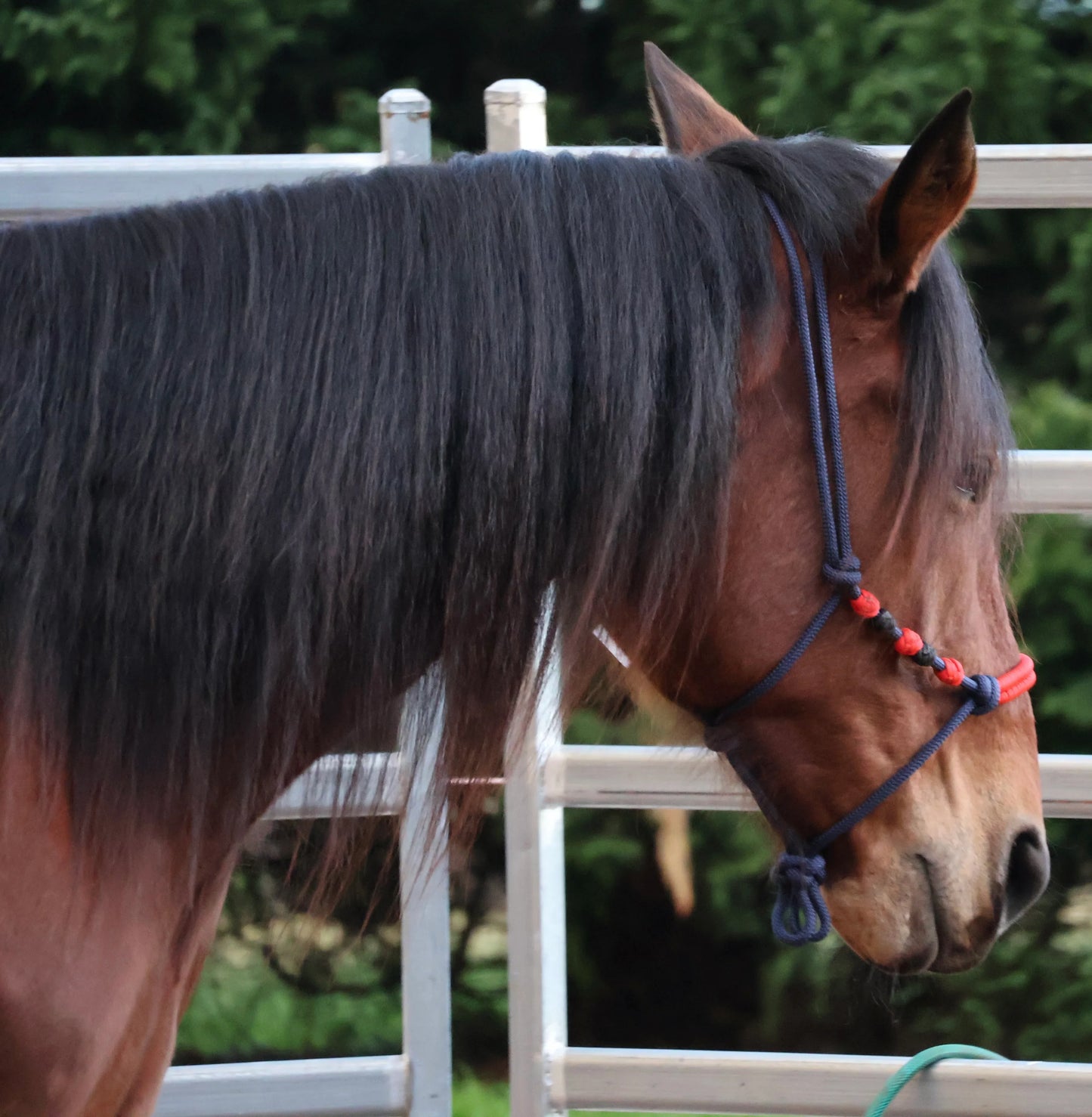 Navy & Red Rope Halter - Feral Pony