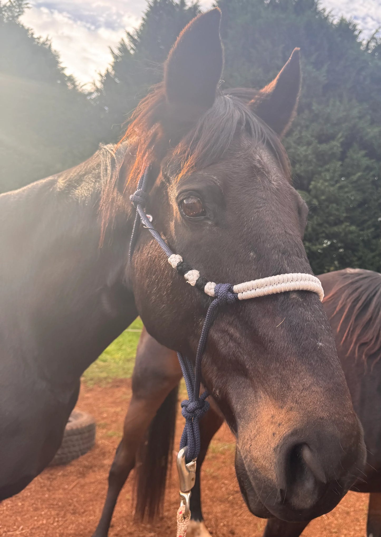 Navy & White Rope Halter - Feral Pony