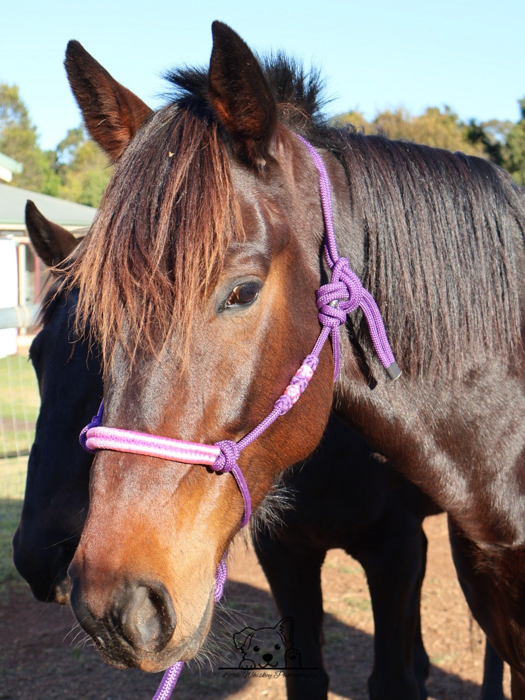 Purple & Pink Rope Halter