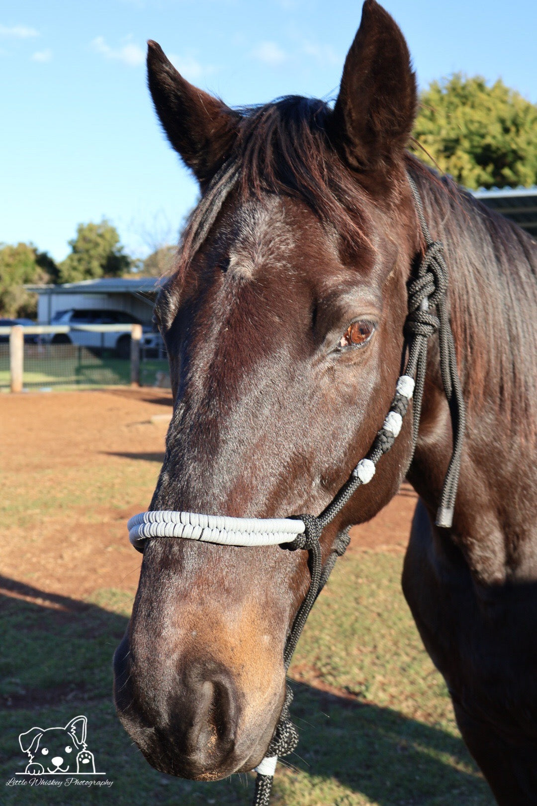 Black & Grey Rope Halter