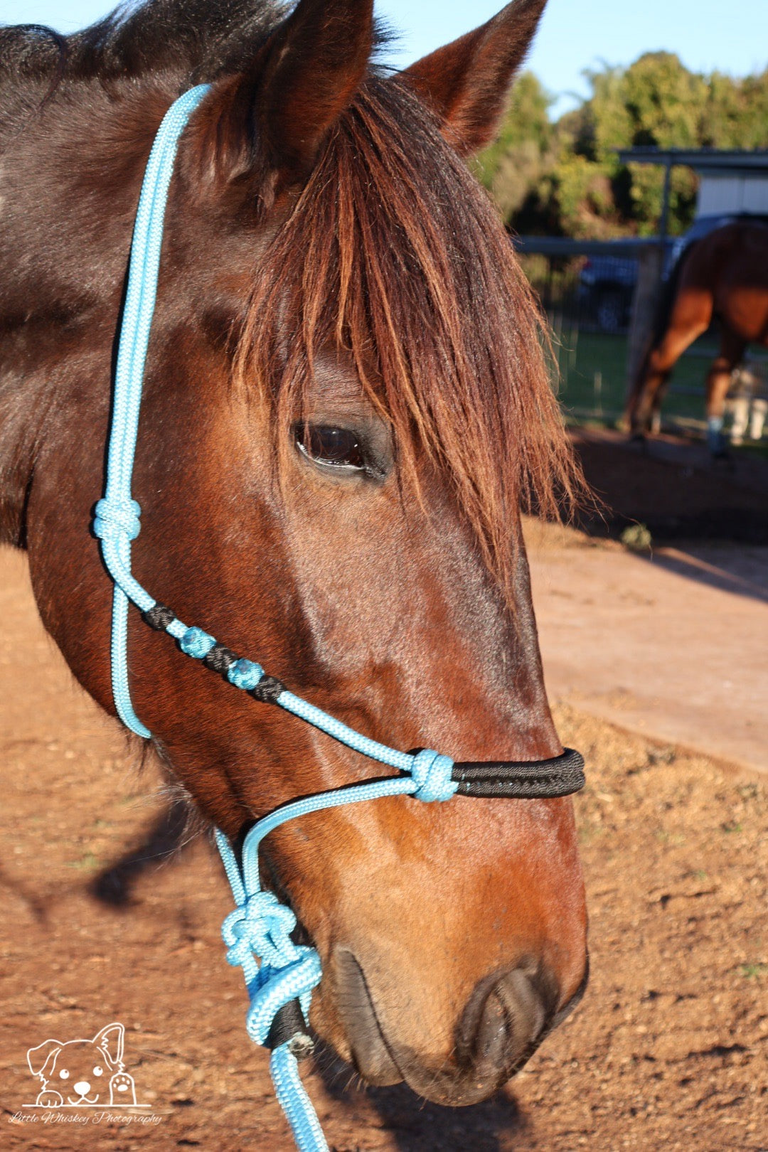 Light Blue & Black Rope Halter