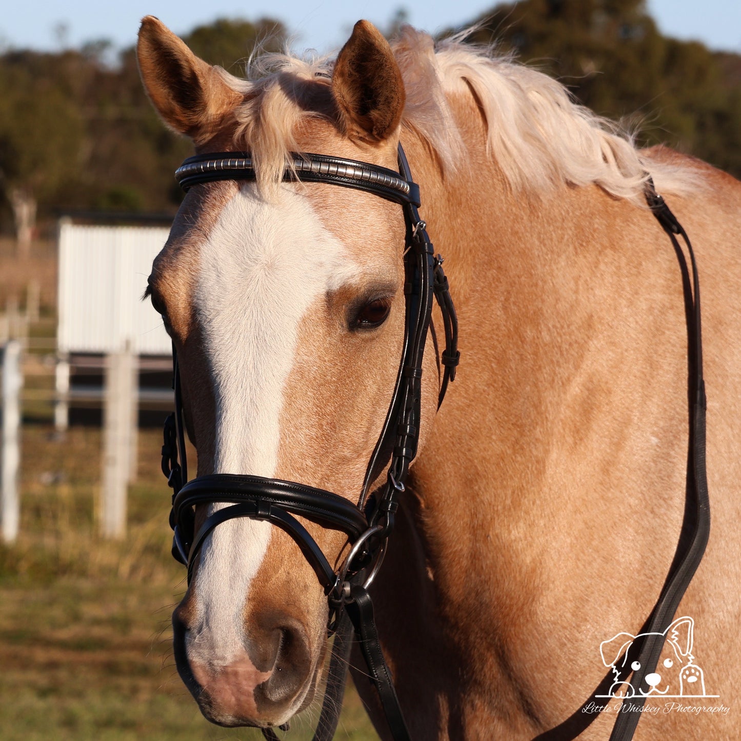 Close-up of a horse wearing a bridle with a blurred background
