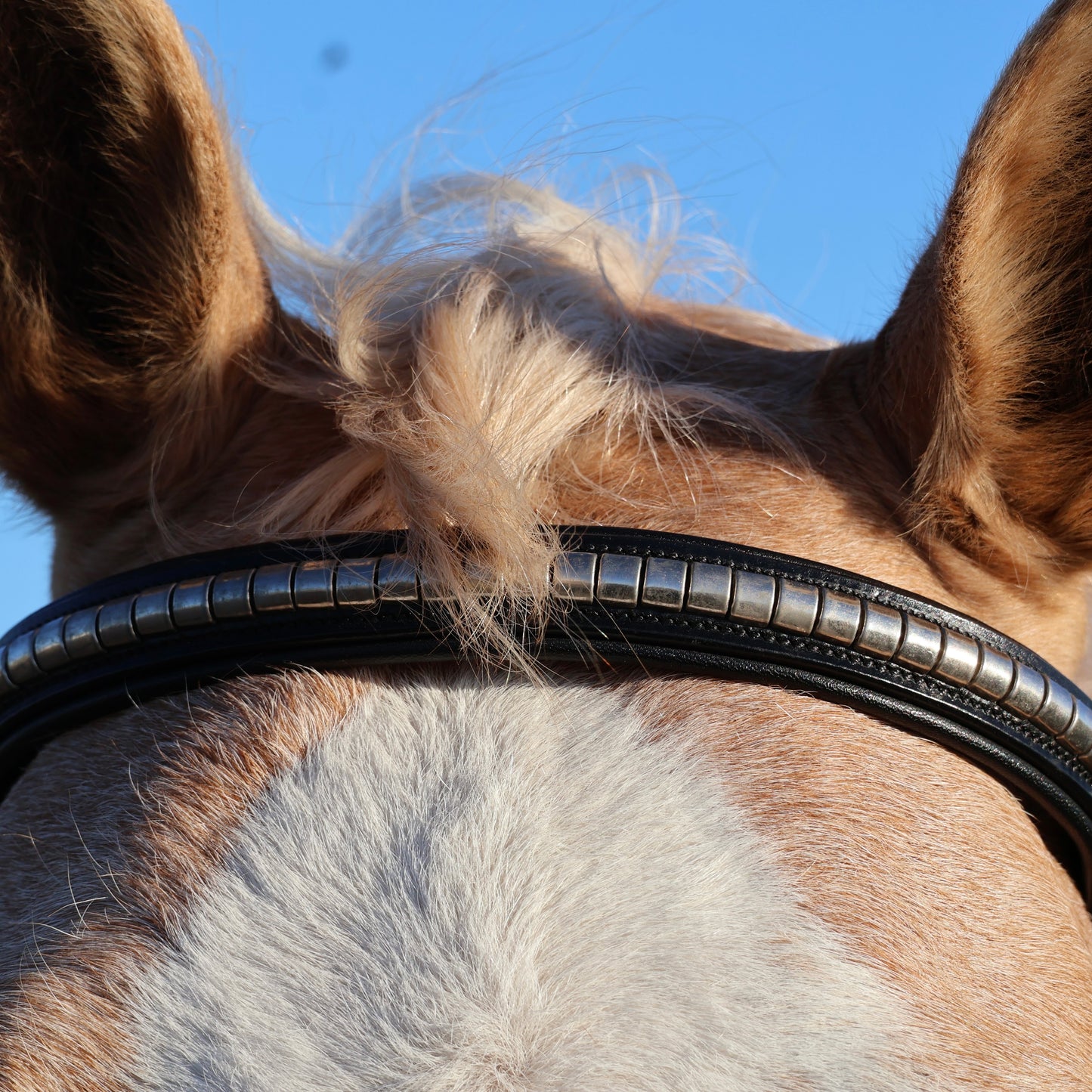 Close-up of a horse's head with a bridle against a blue sky.