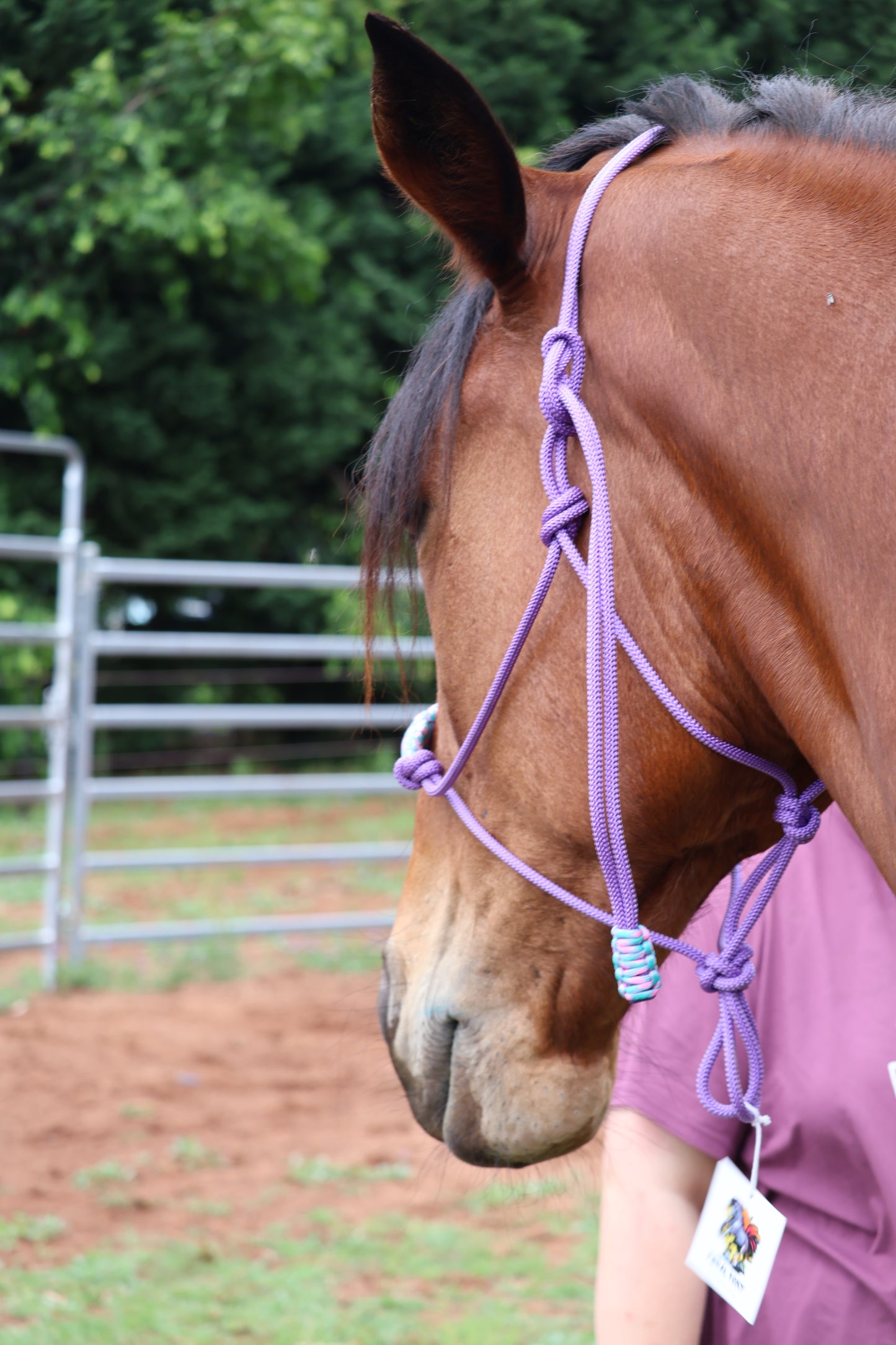 Purple Halter with Light Blue & Pink Nose Band - Feral Pony