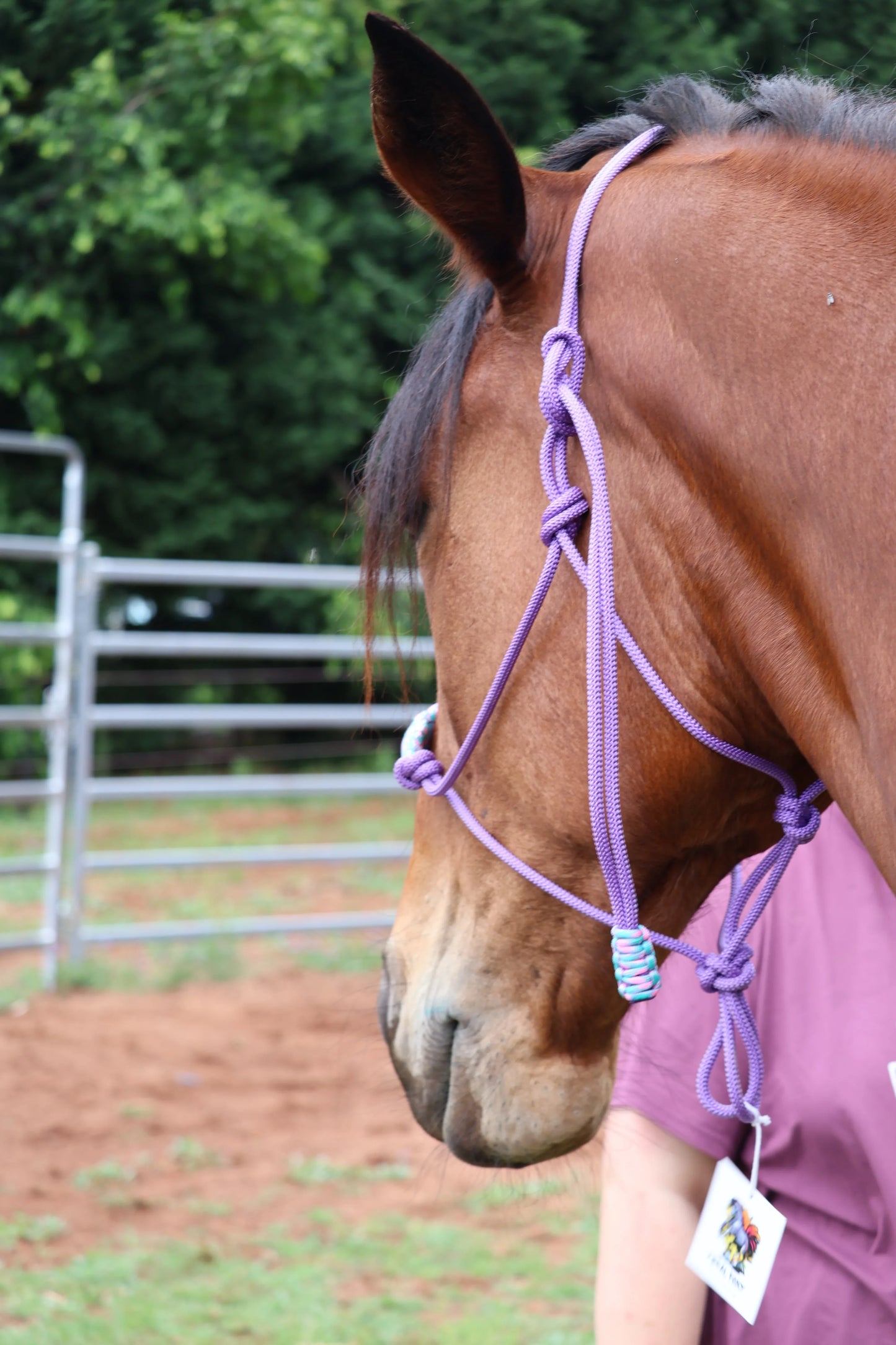Purple Rope Halter with Light Blue & Pink Nose Band - Feral Pony