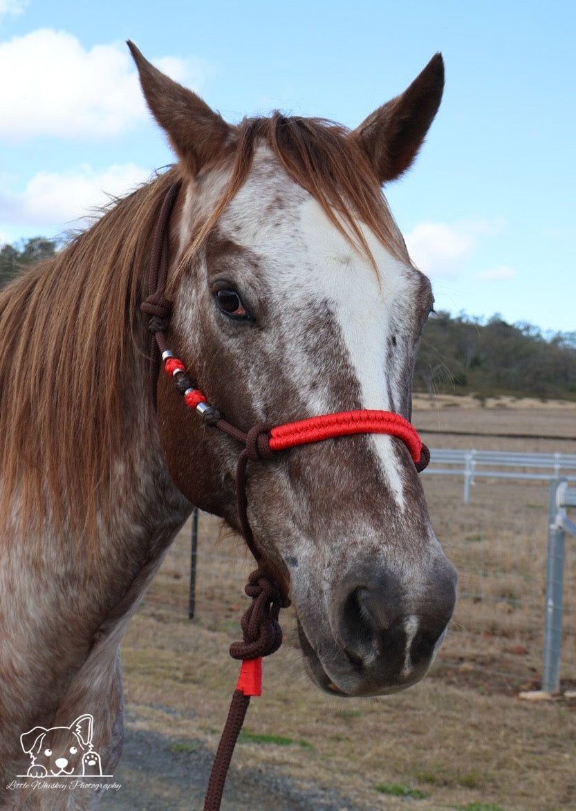 Brown & Red Rope Halter with Silver Beads