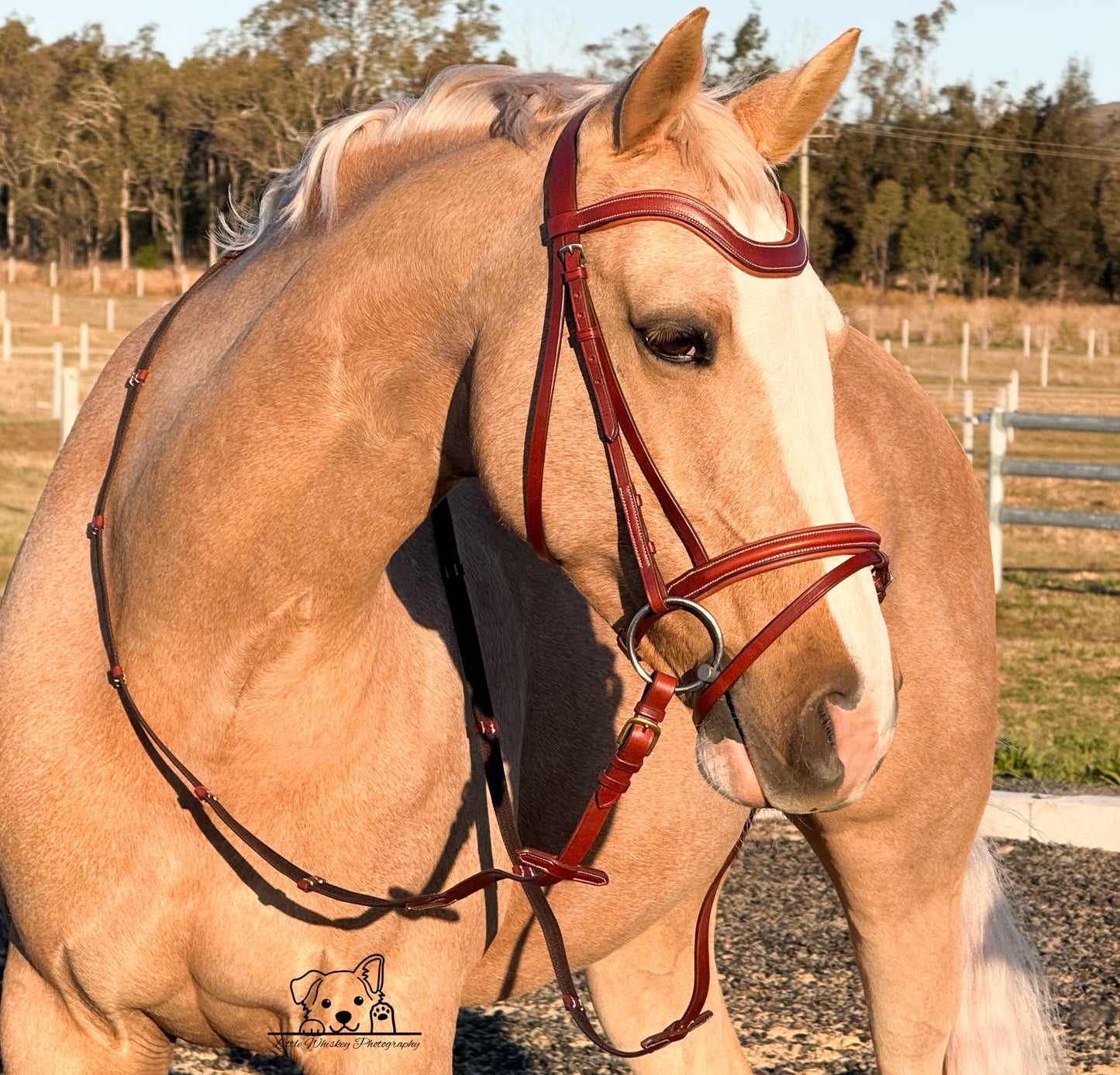 Horse wearing a bridle in an outdoor setting with trees and a fence.