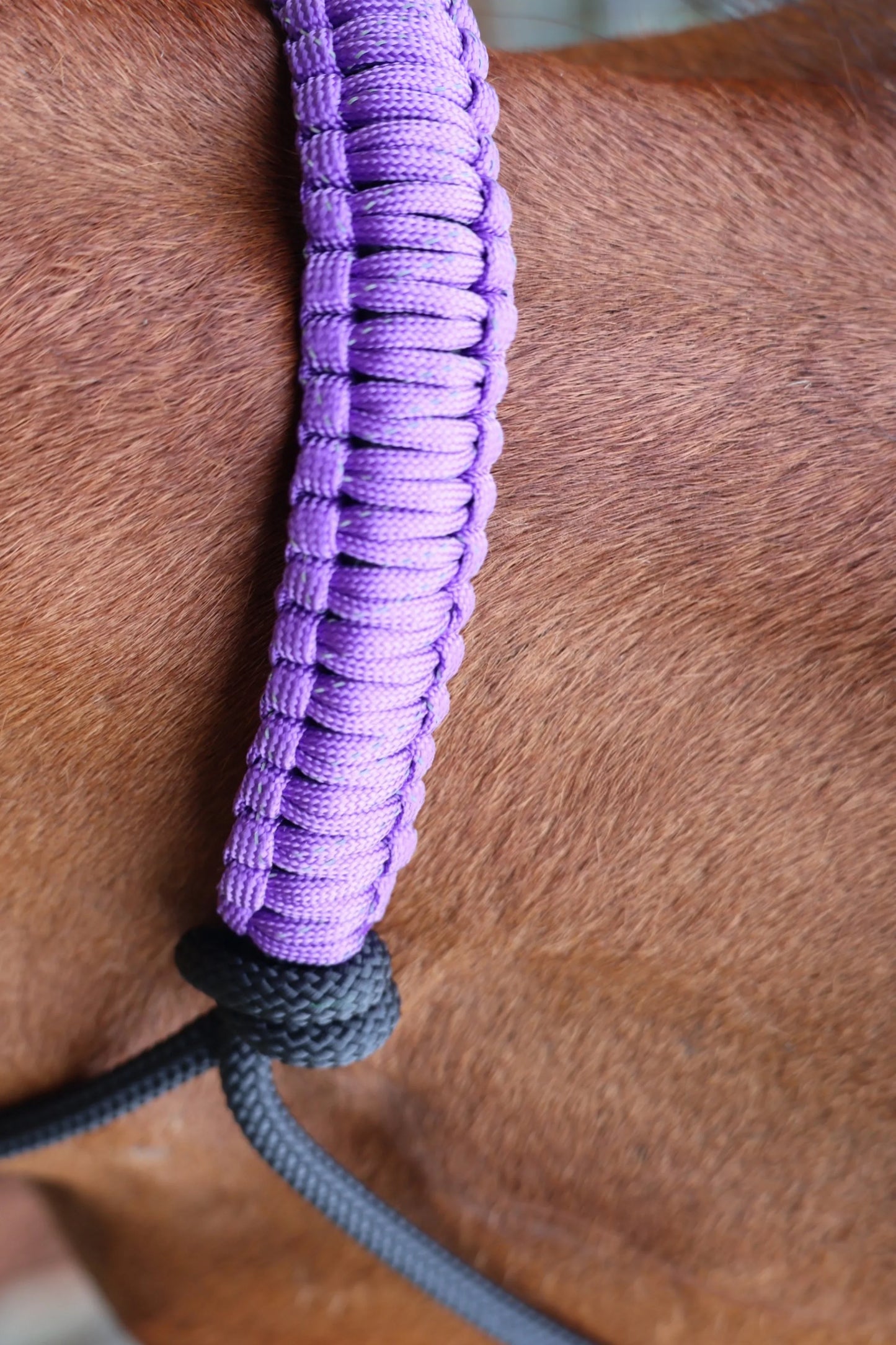 Black Halter with Purple Nose Braid π€ππ€ - Feral Pony