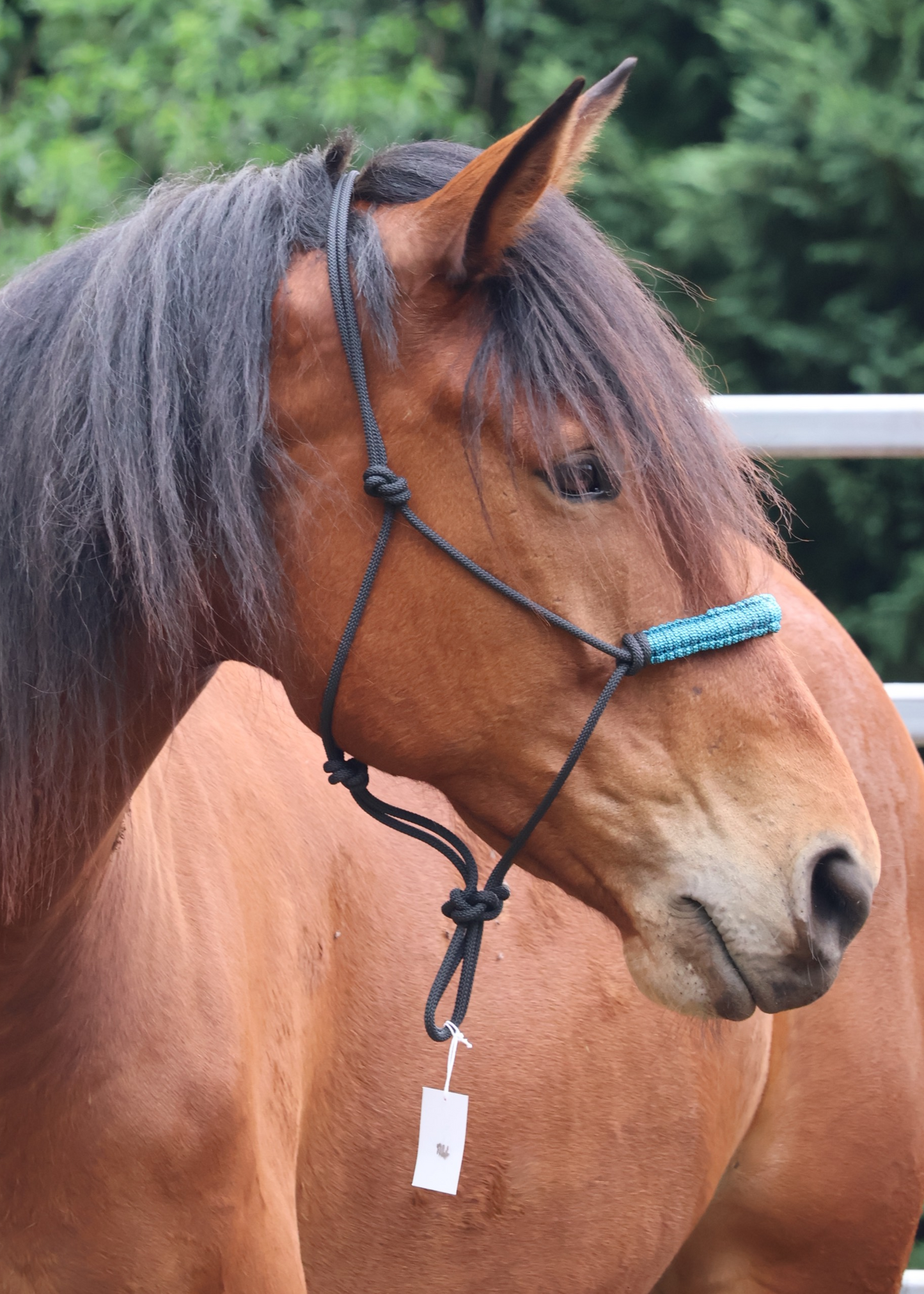 Black Halter with Light Blue & Green Nose Braid ππ©΅π - Feral Pony