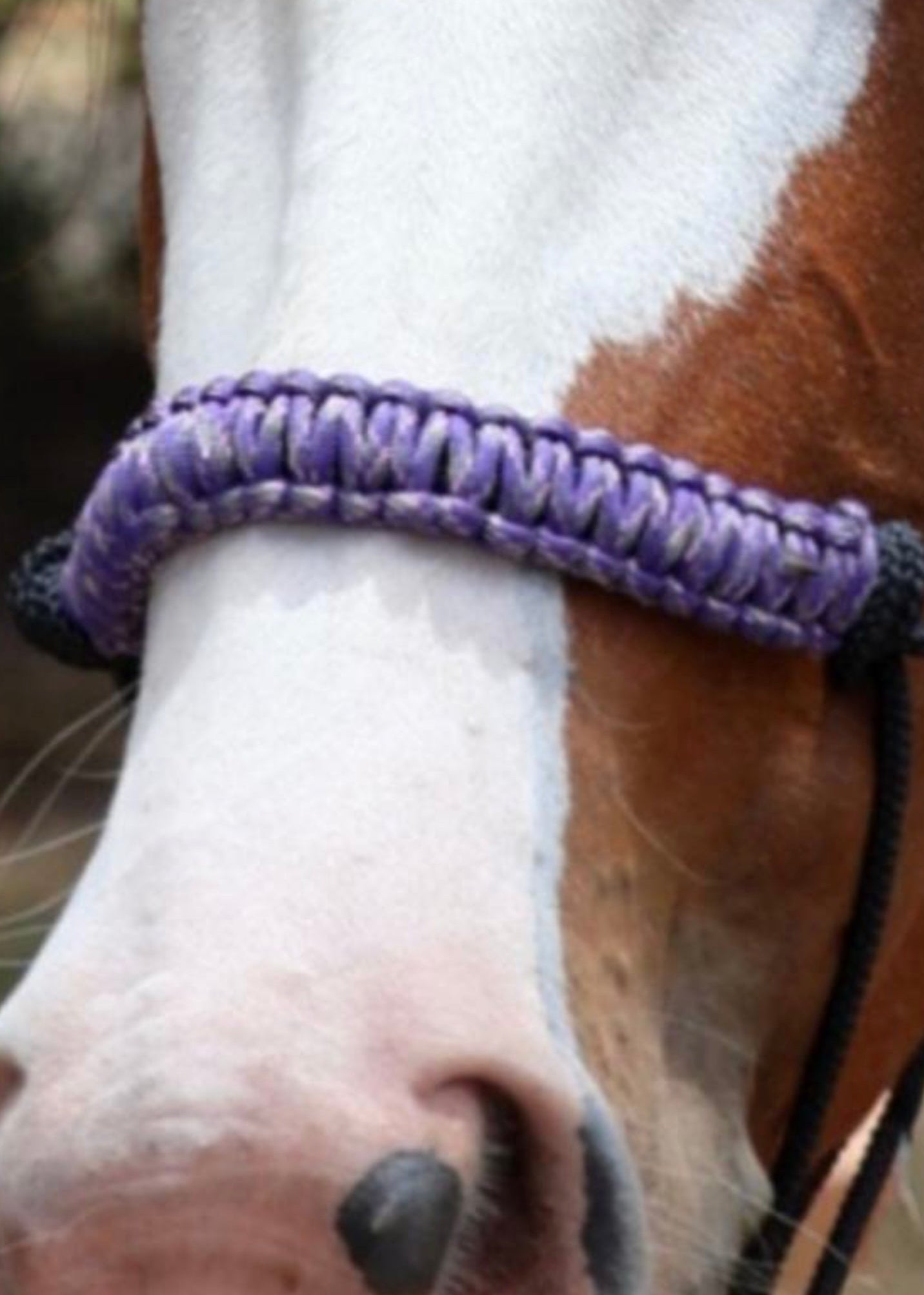 True Stiff Halter with Purple Camo Braid - Feral Pony