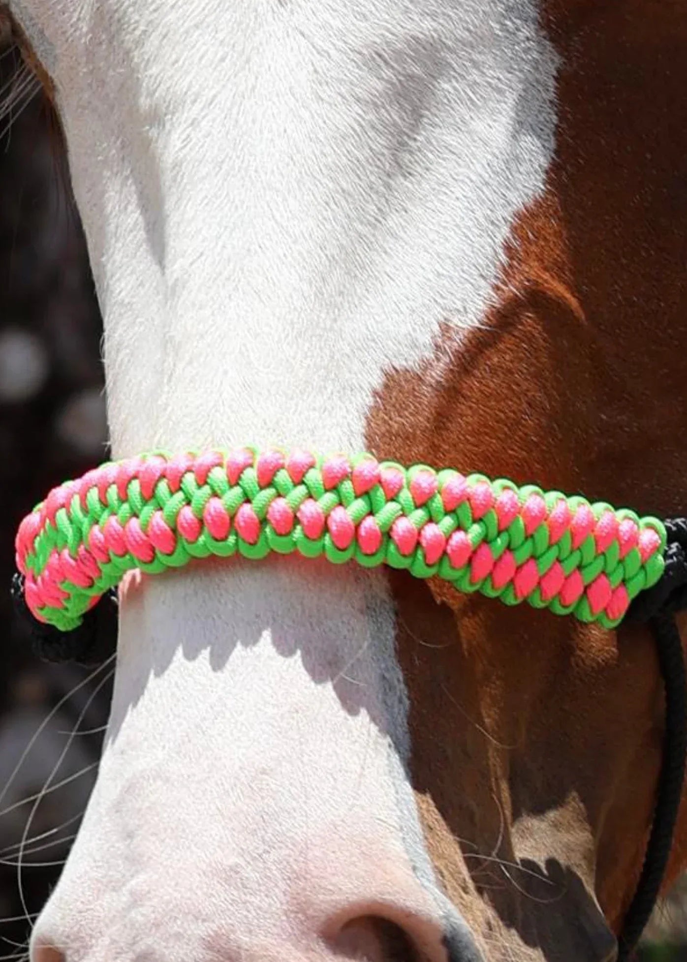 True Stiff Halter with Neon Pink & Neon Green Braid - Feral Pony