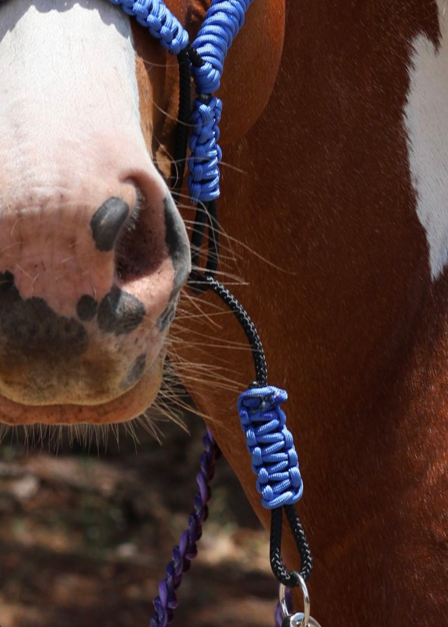 Indian Bosal - Blue - One Off Piece - Feral Pony