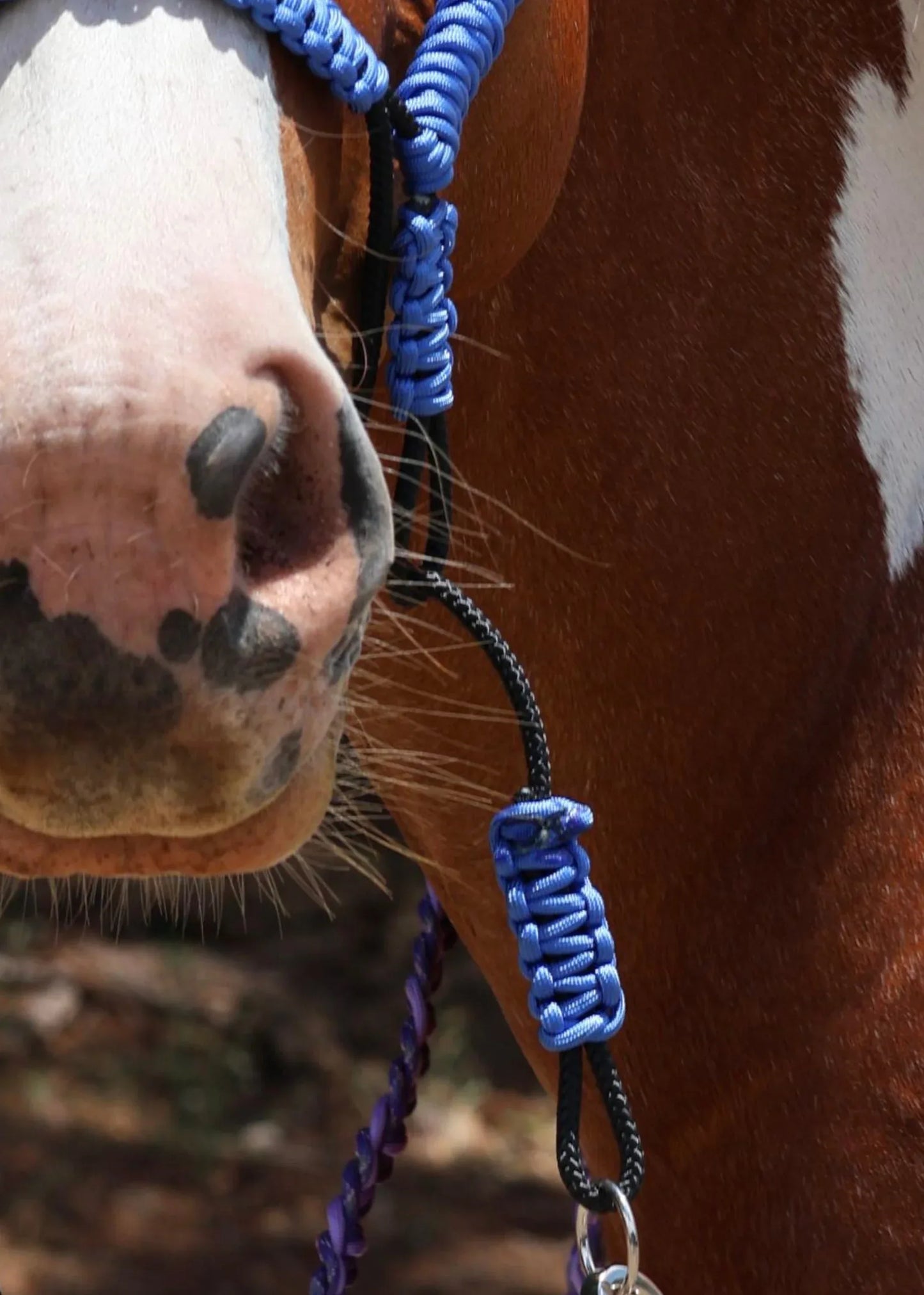 Indian Bosal - Blue - One Off Piece - Feral Pony