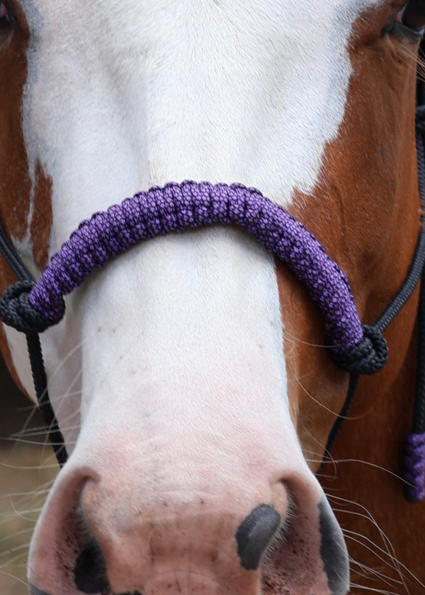 True Stiff Halter with Purple Braid - Feral Pony