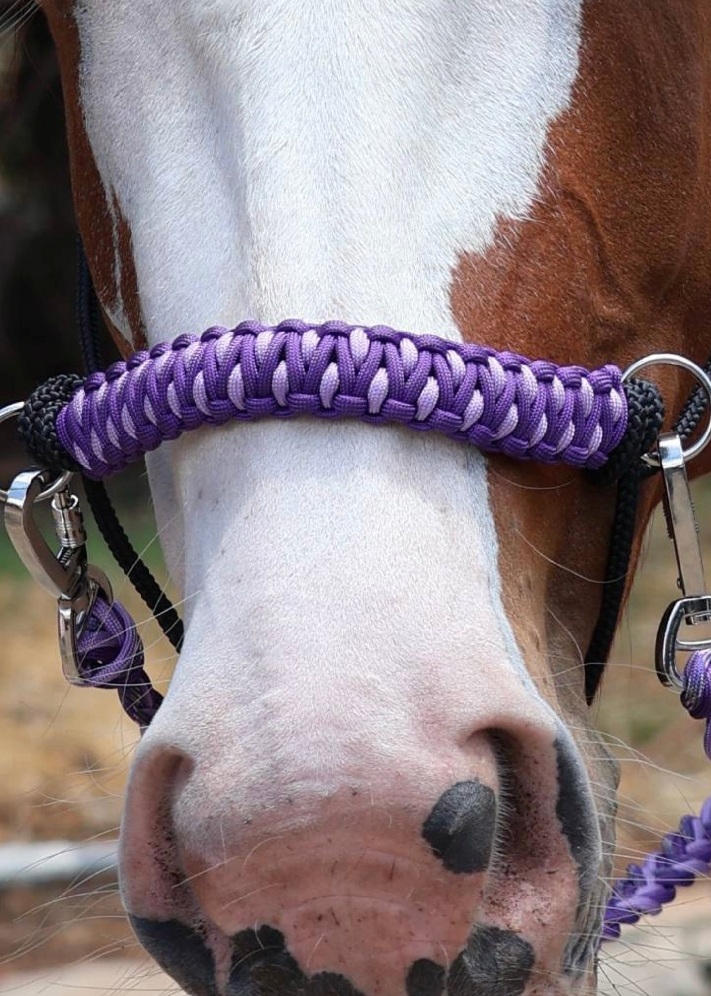 Side Pull Halter including Reins - Purple - Feral Pony