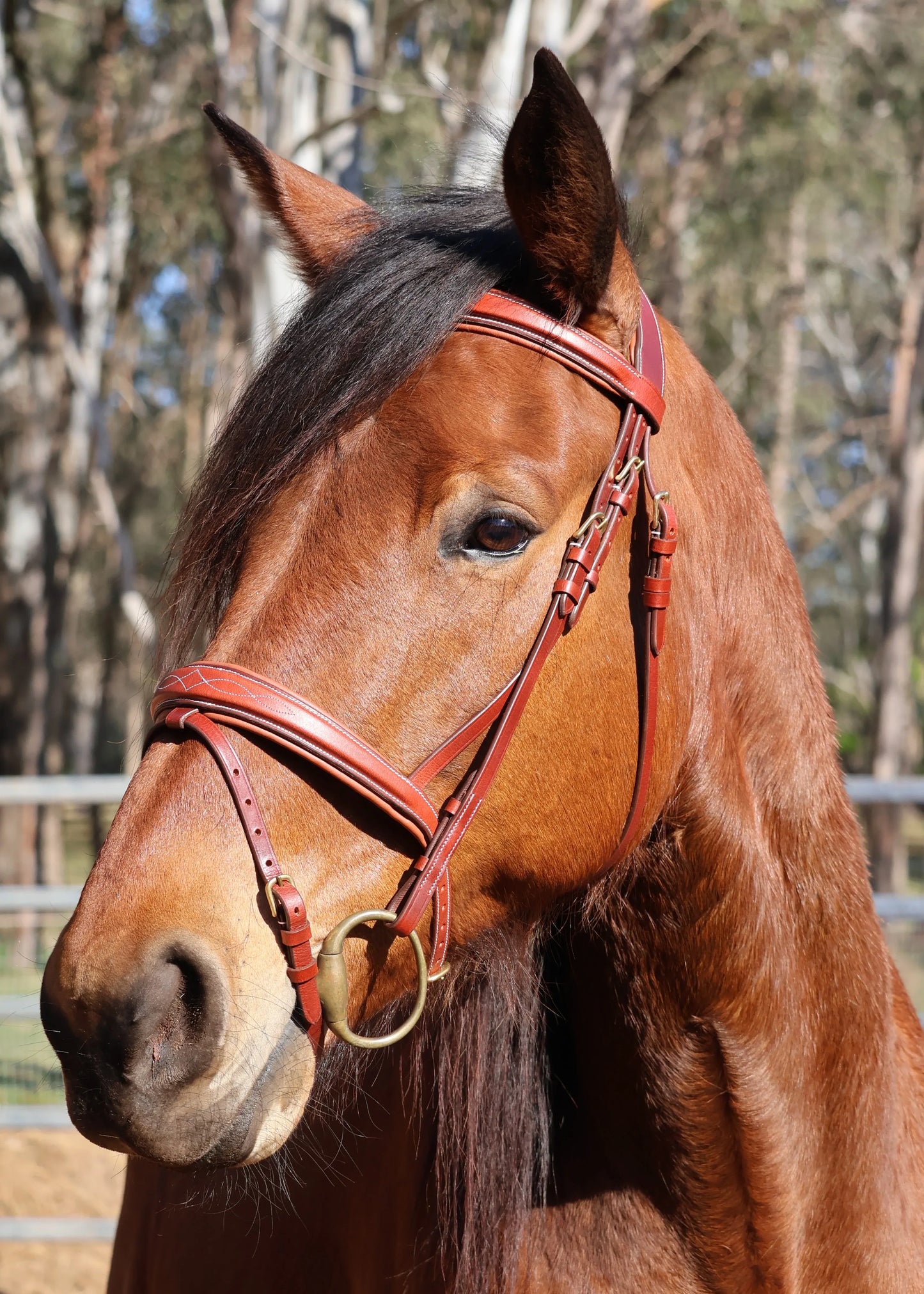 Havana Bridle with Flash Nose Band - Feral Pony