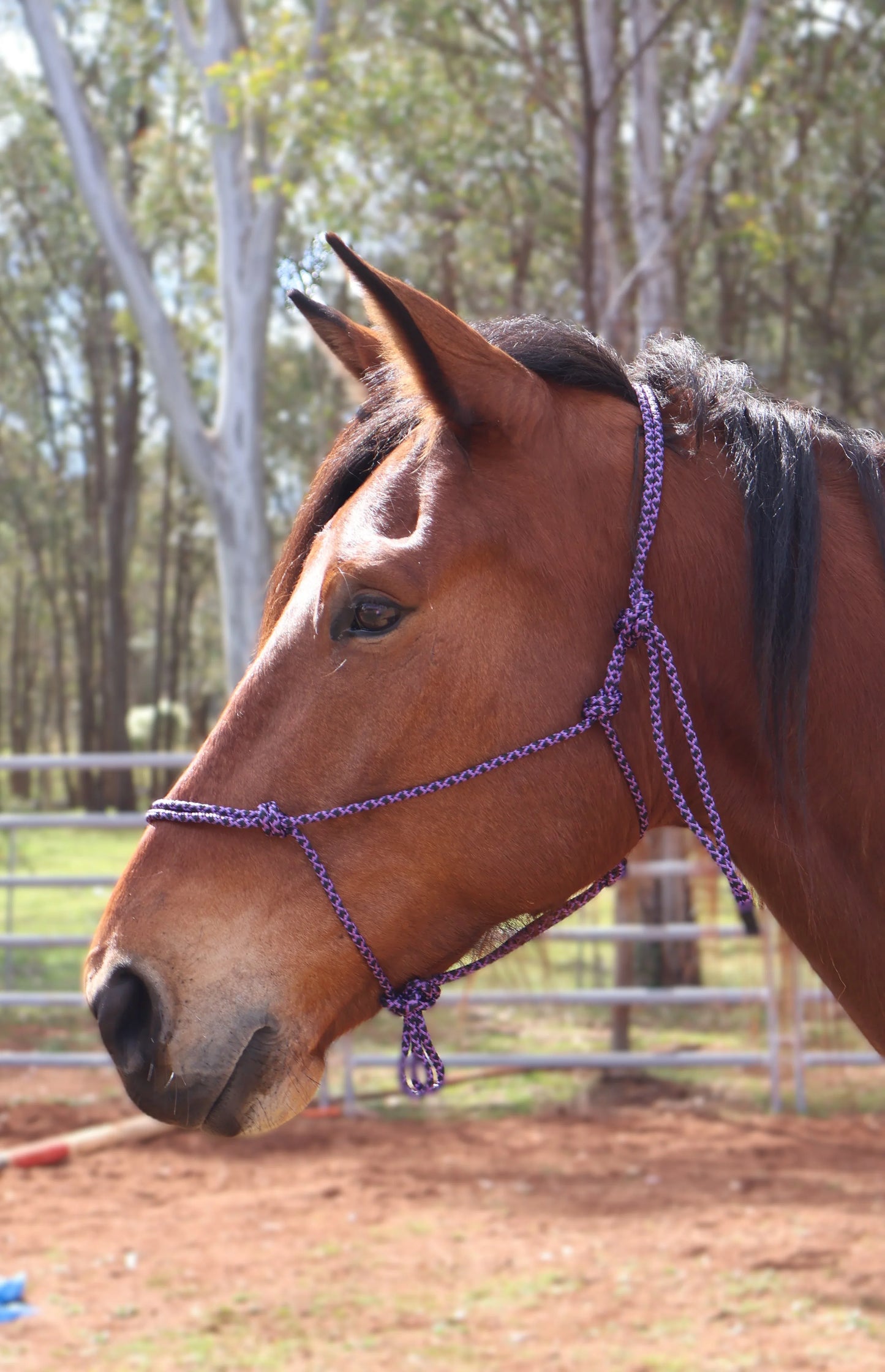 Black & Purple Lattice Rope Halter - Feral Pony