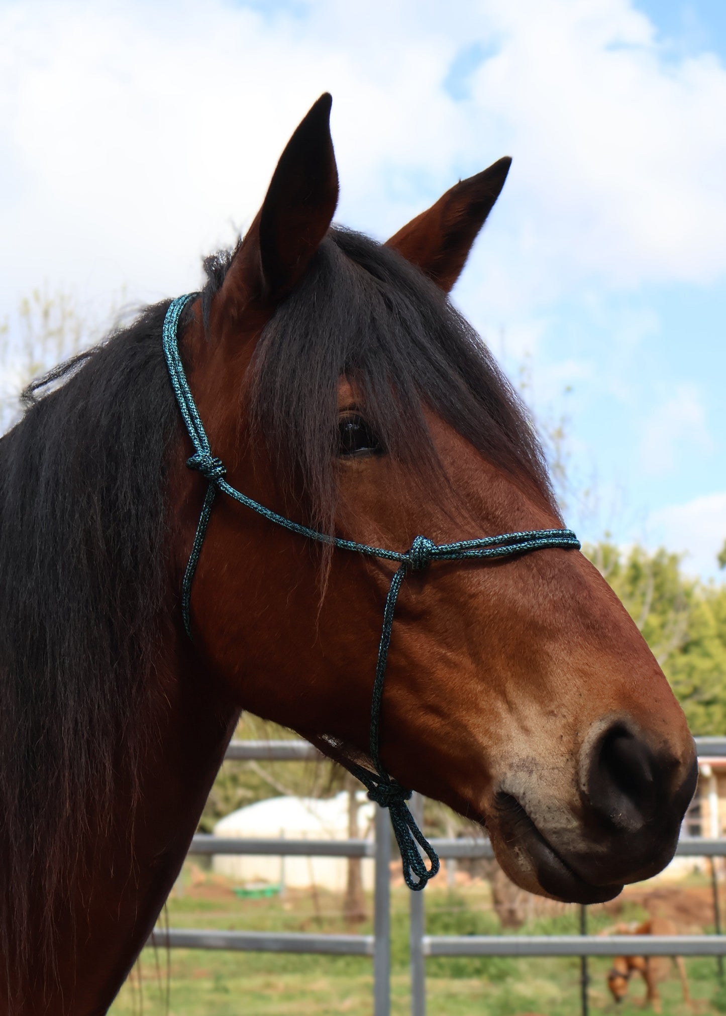 Custom Made Halter - Mottled Black & Aqua