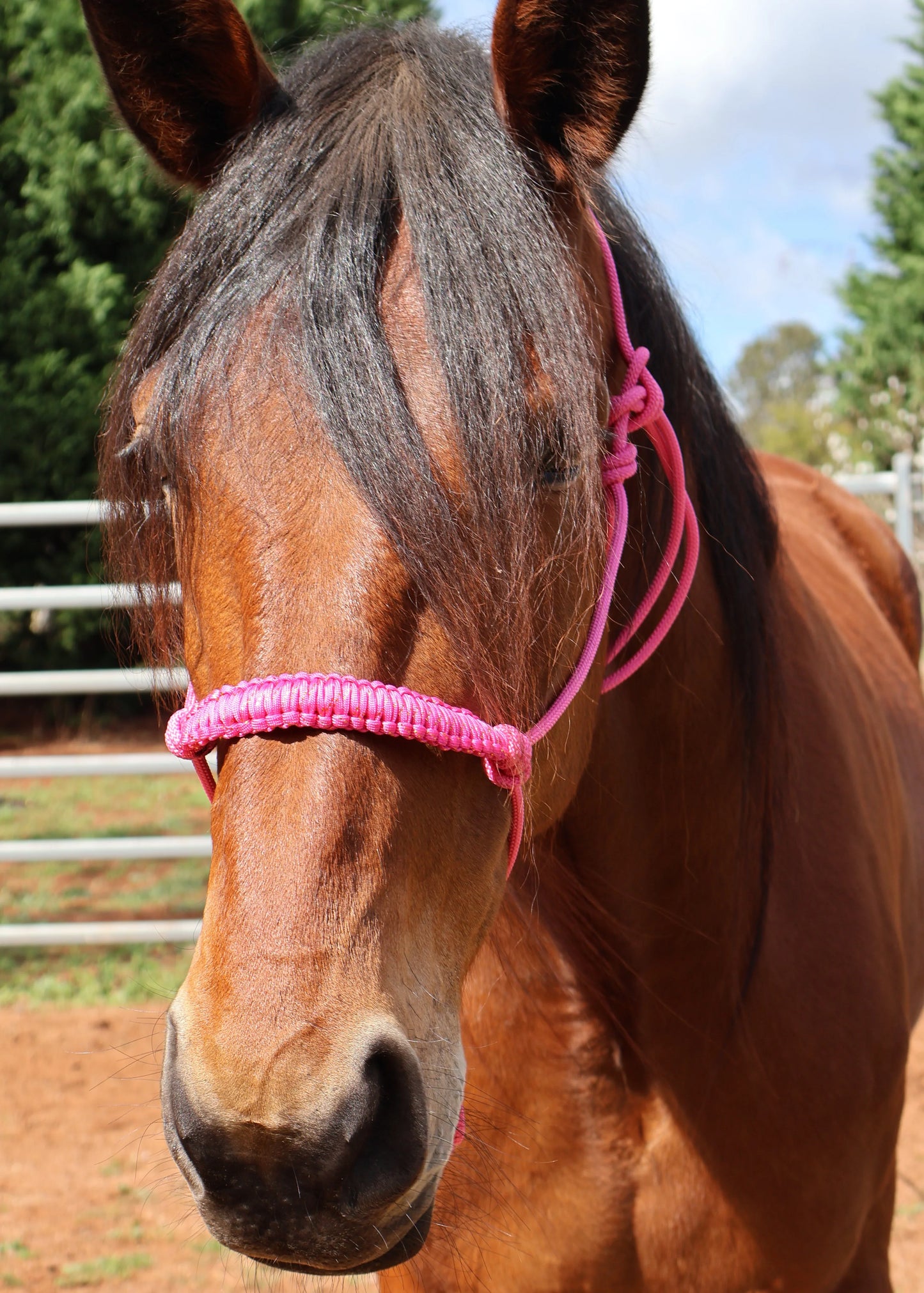 Pink Rope Halter with Pink Nose Braid π - Feral Pony