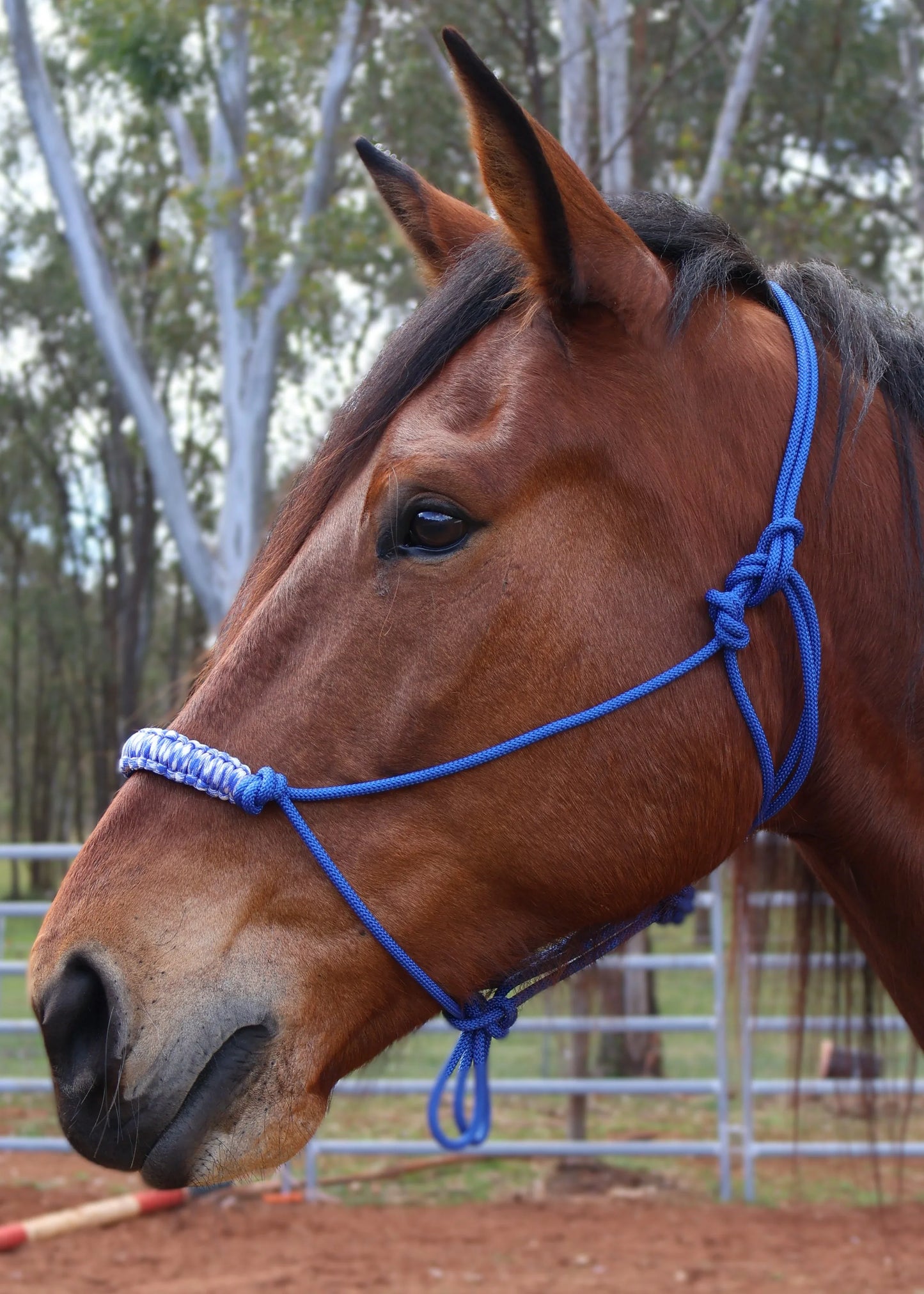 Blue Halter with Blue & White Nose Braid - Feral Pony