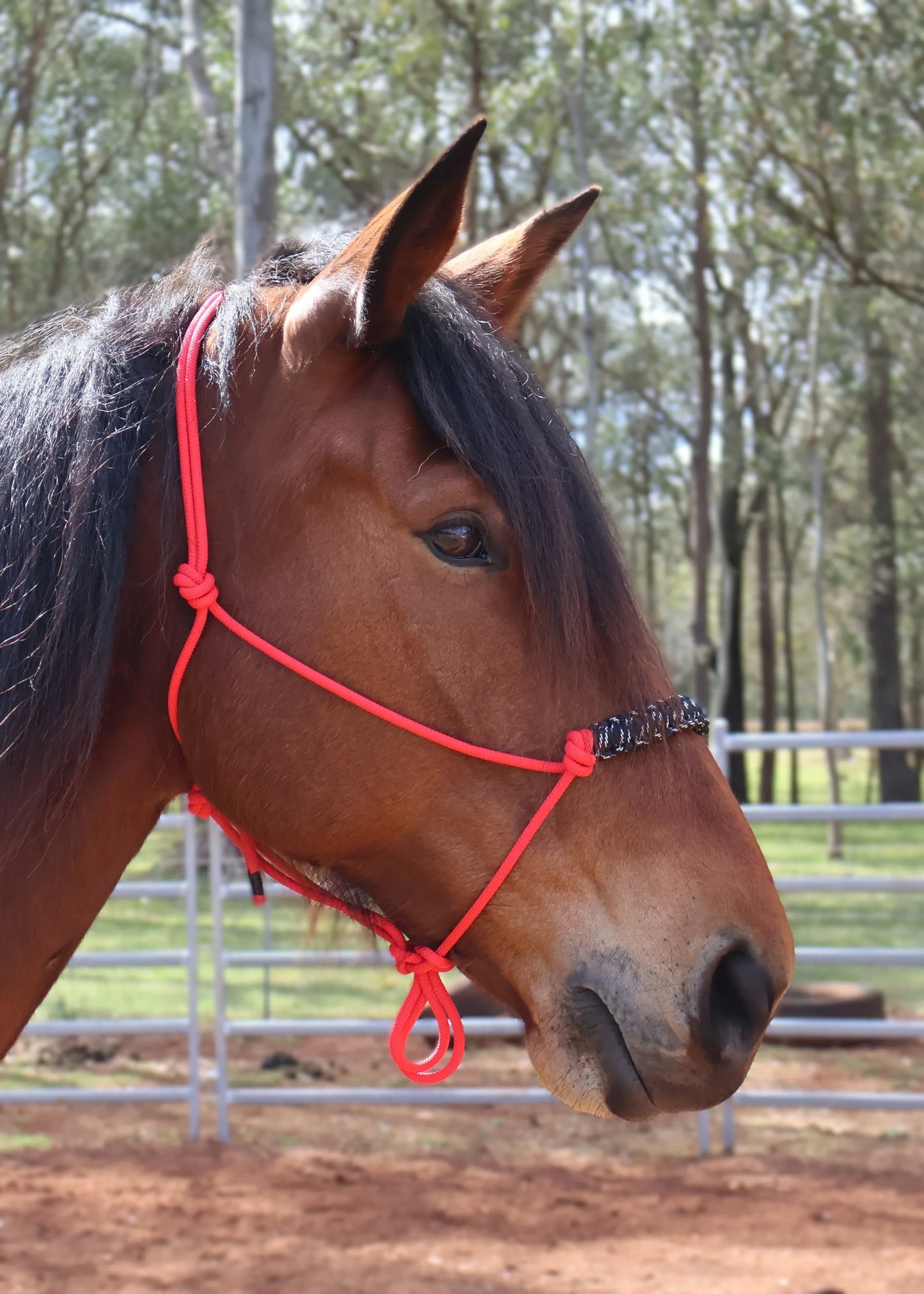 π€π€ Red with Black and White Braided Rope Halter - Feral Pony