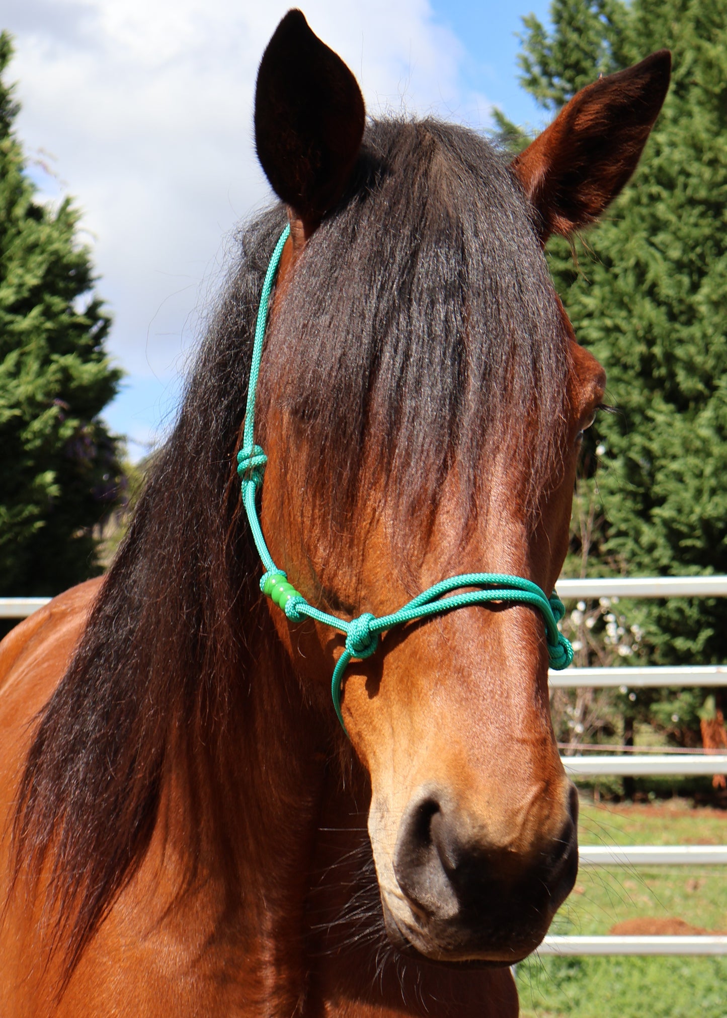 Custom - One Off Halter - Green Beads