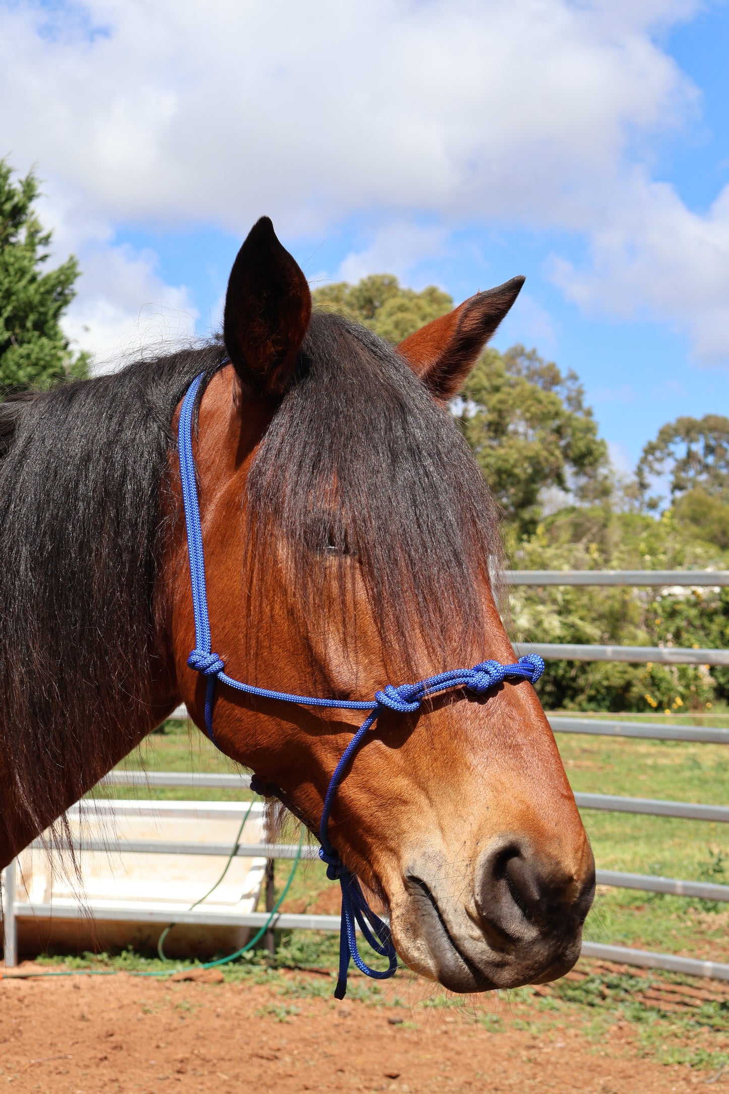 Custom Made Rope Halter