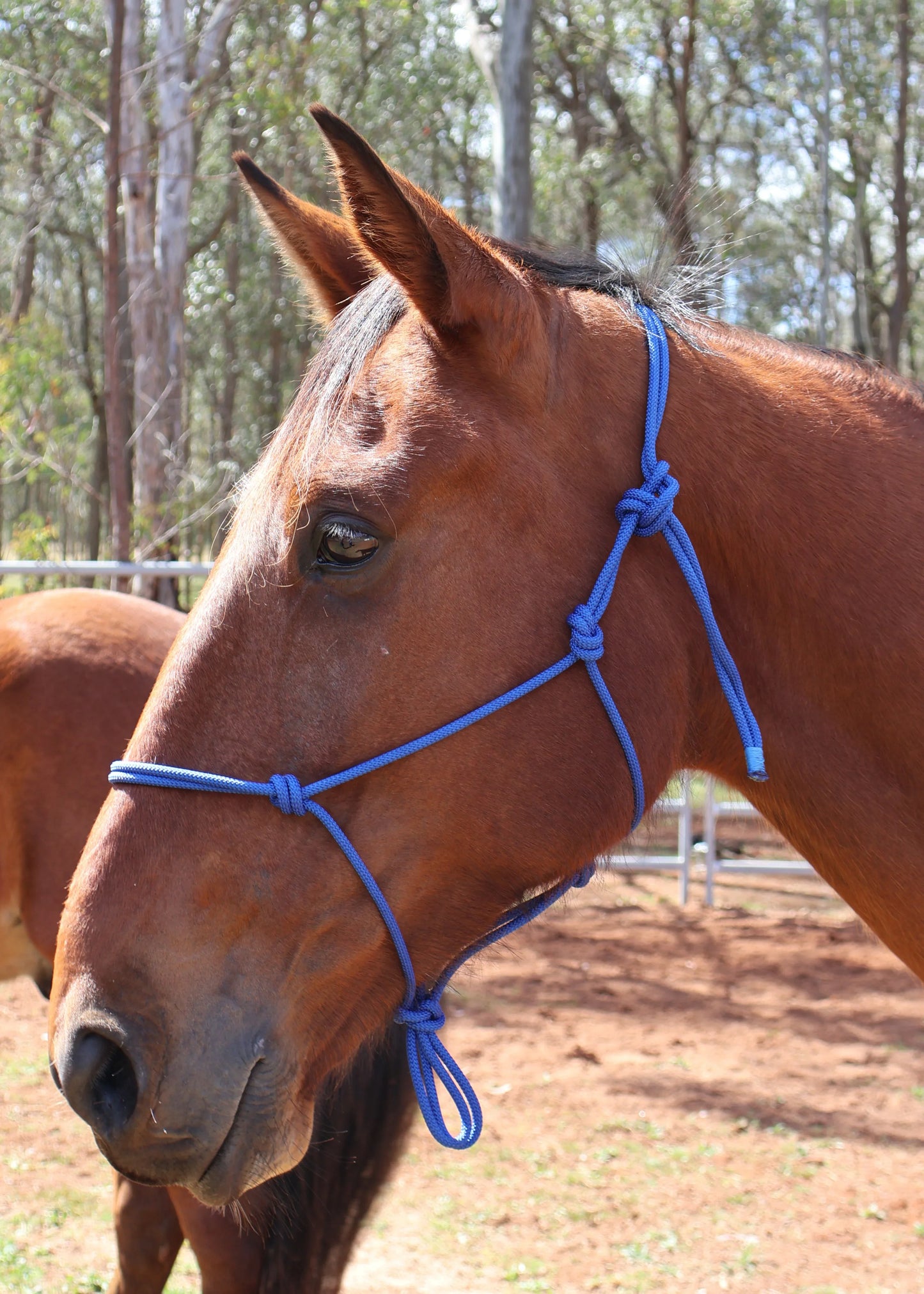 Standard Rope Halter - Feral Pony
