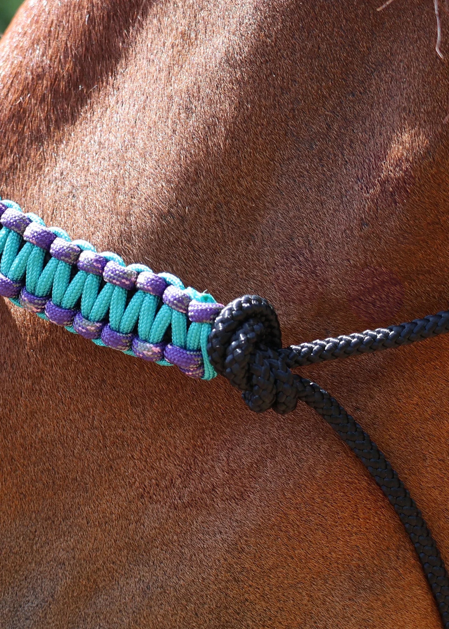 True Stiff Halter with Purple and Blue Braid - Feral Pony