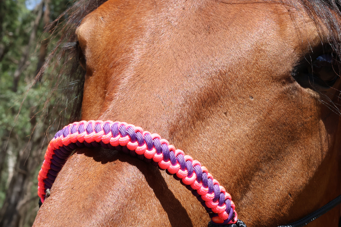 True Stiff Halter with Neon Pink and Purple Braid - Feral Pony