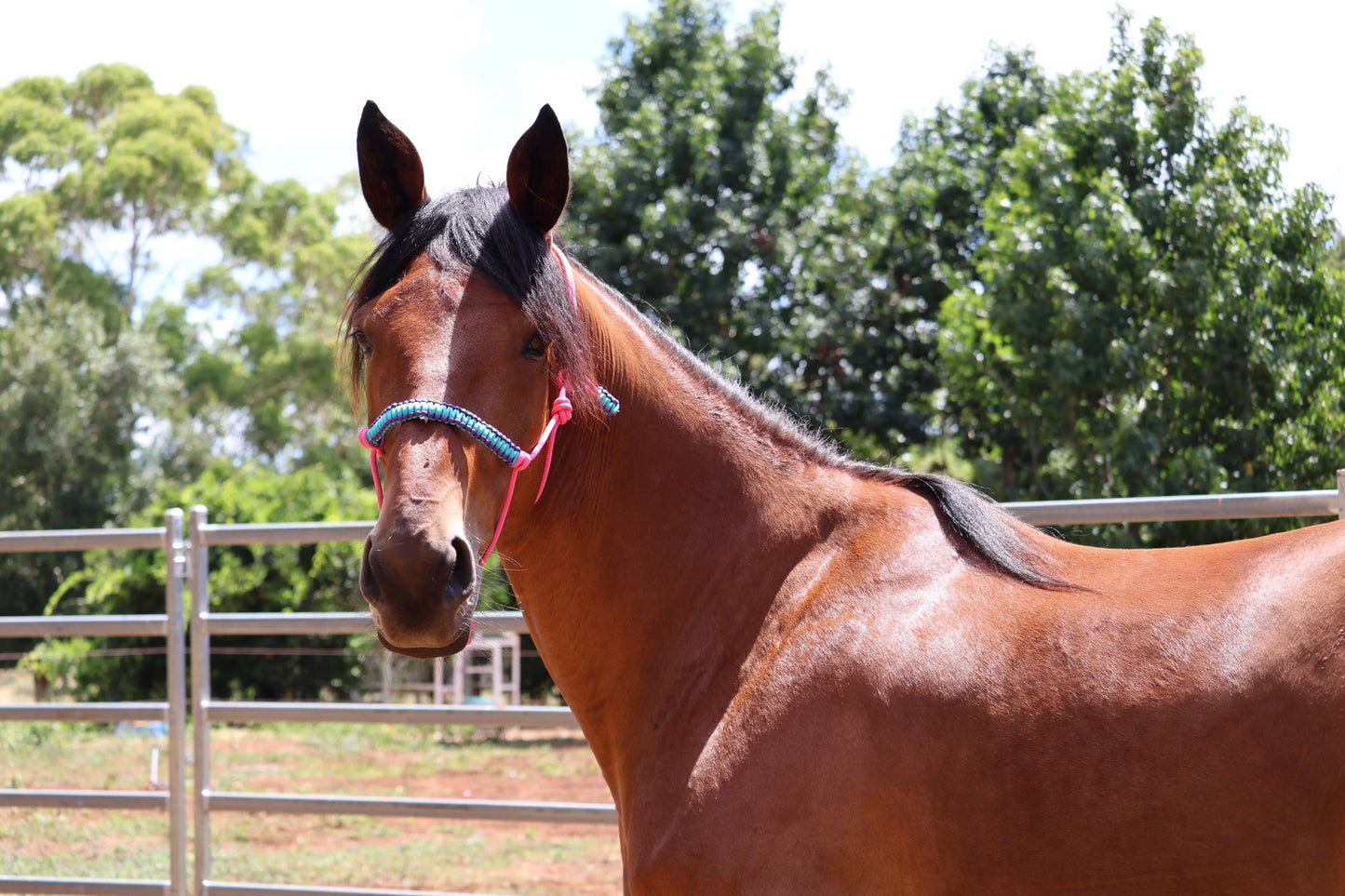 Pink Halter with Purple and Blue Braid - Feral Pony
