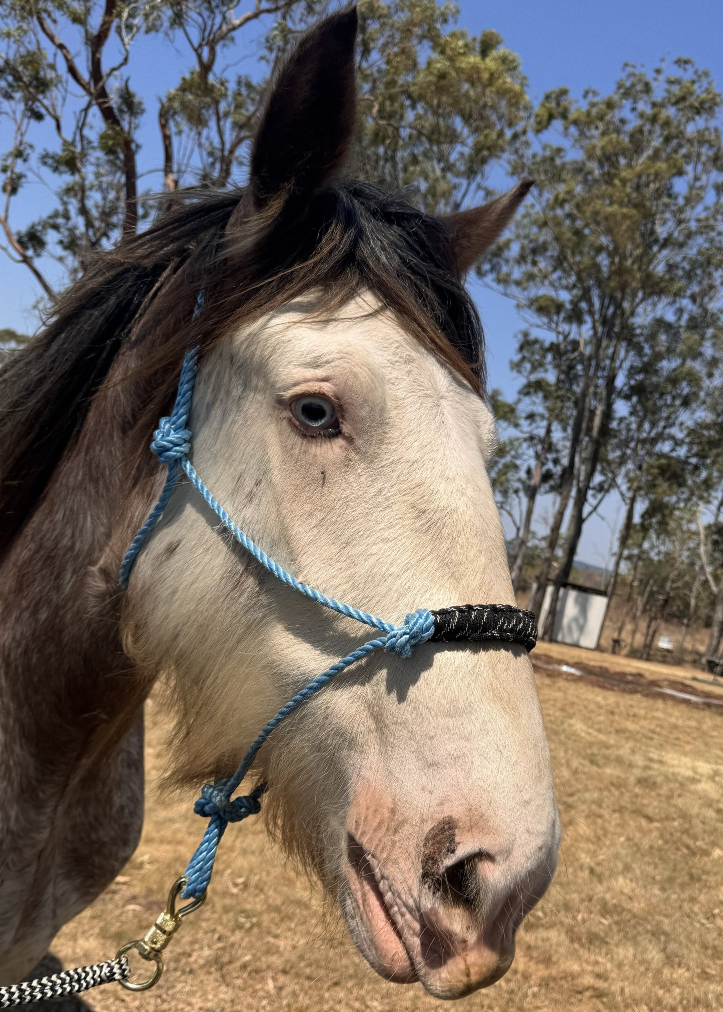 Custom Made Rope Halter
