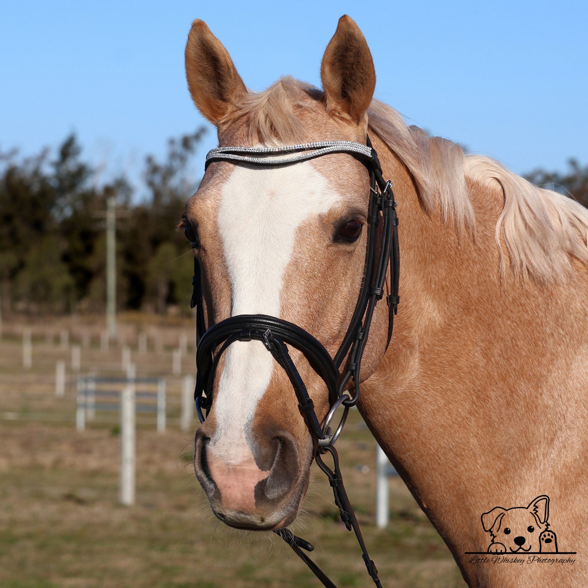 Close-up of a horse with a bridle in an outdoor setting