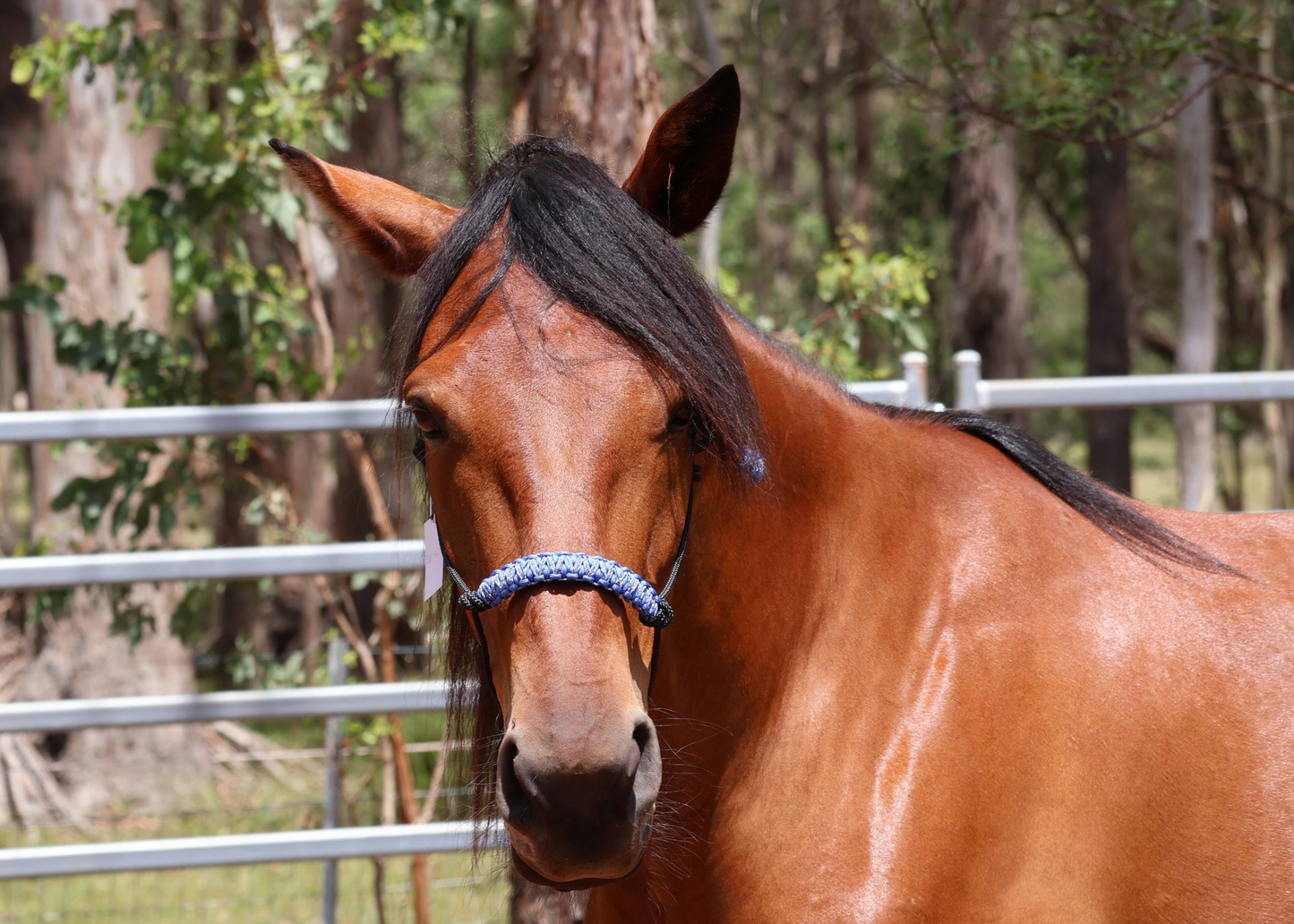 True Stiff Halter with Blue Camo Braid - Feral Pony