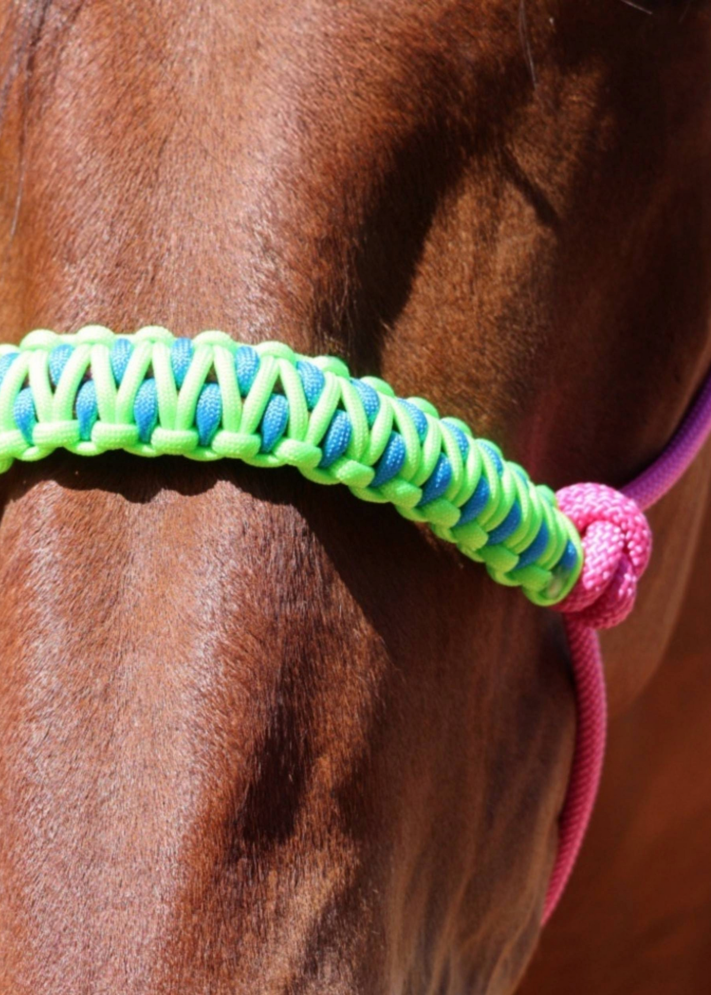 Pink Rope Halter with Blue & Neon Green Braid 💚🩵 - Feral Pony